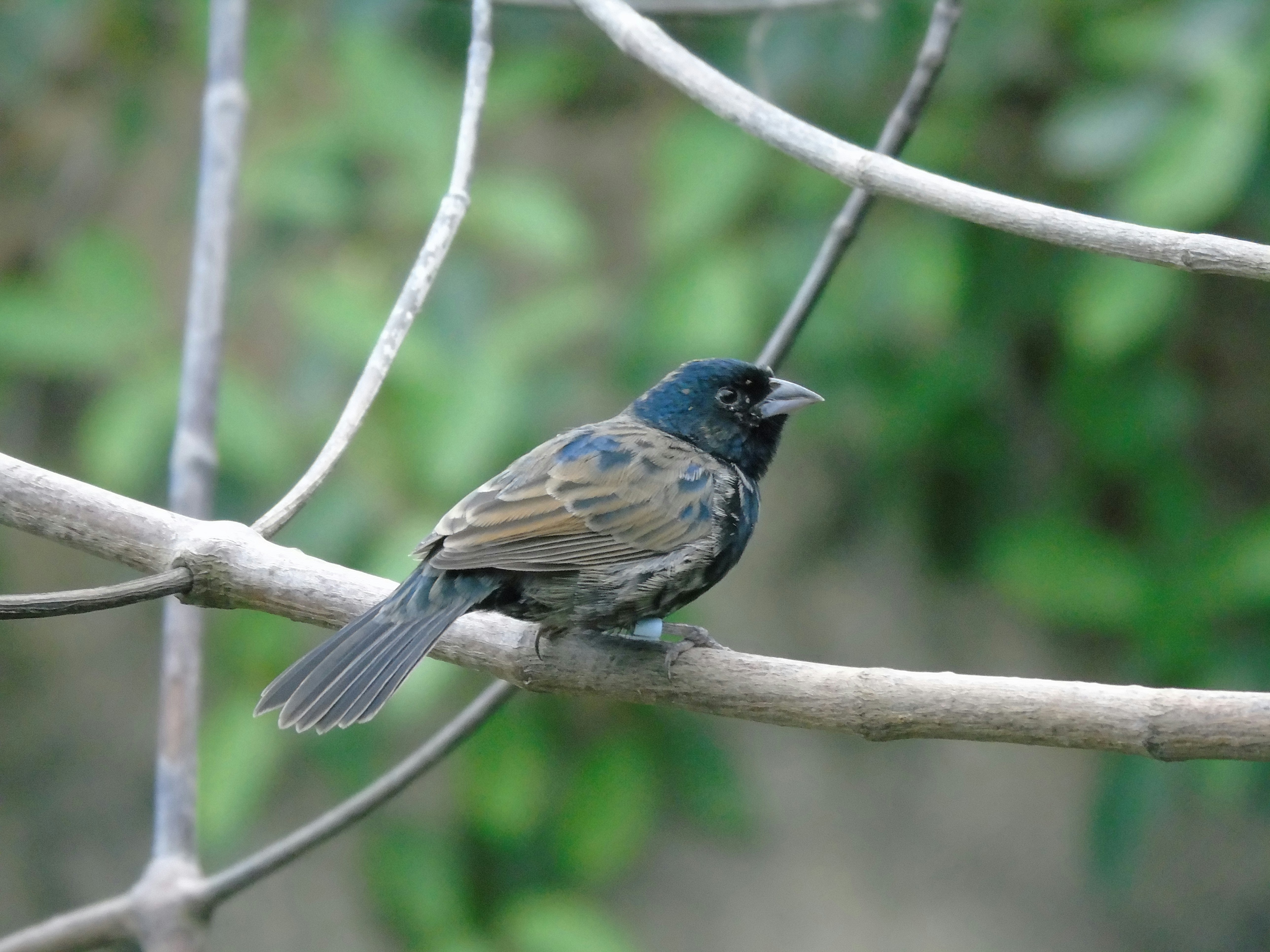 A dark-headed bird perches on a tree branch