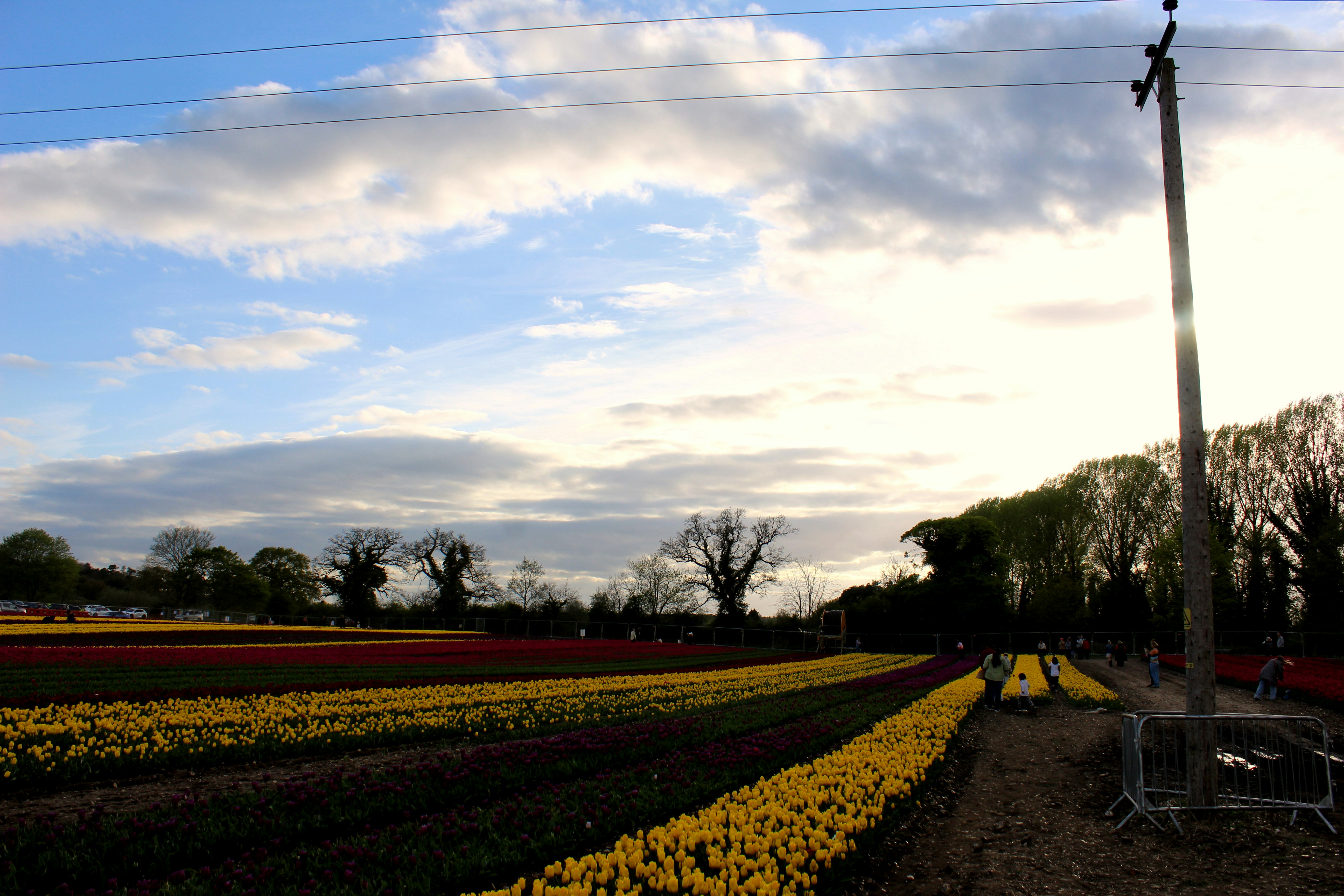 Rows of colorful tulips under a cloudy sky