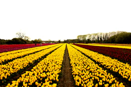 Rows of yellow and red tulips in a field