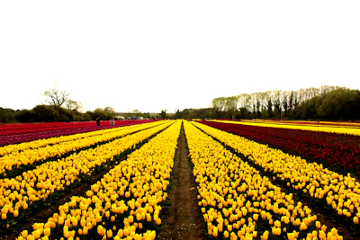 Rows of yellow and red tulips in a field