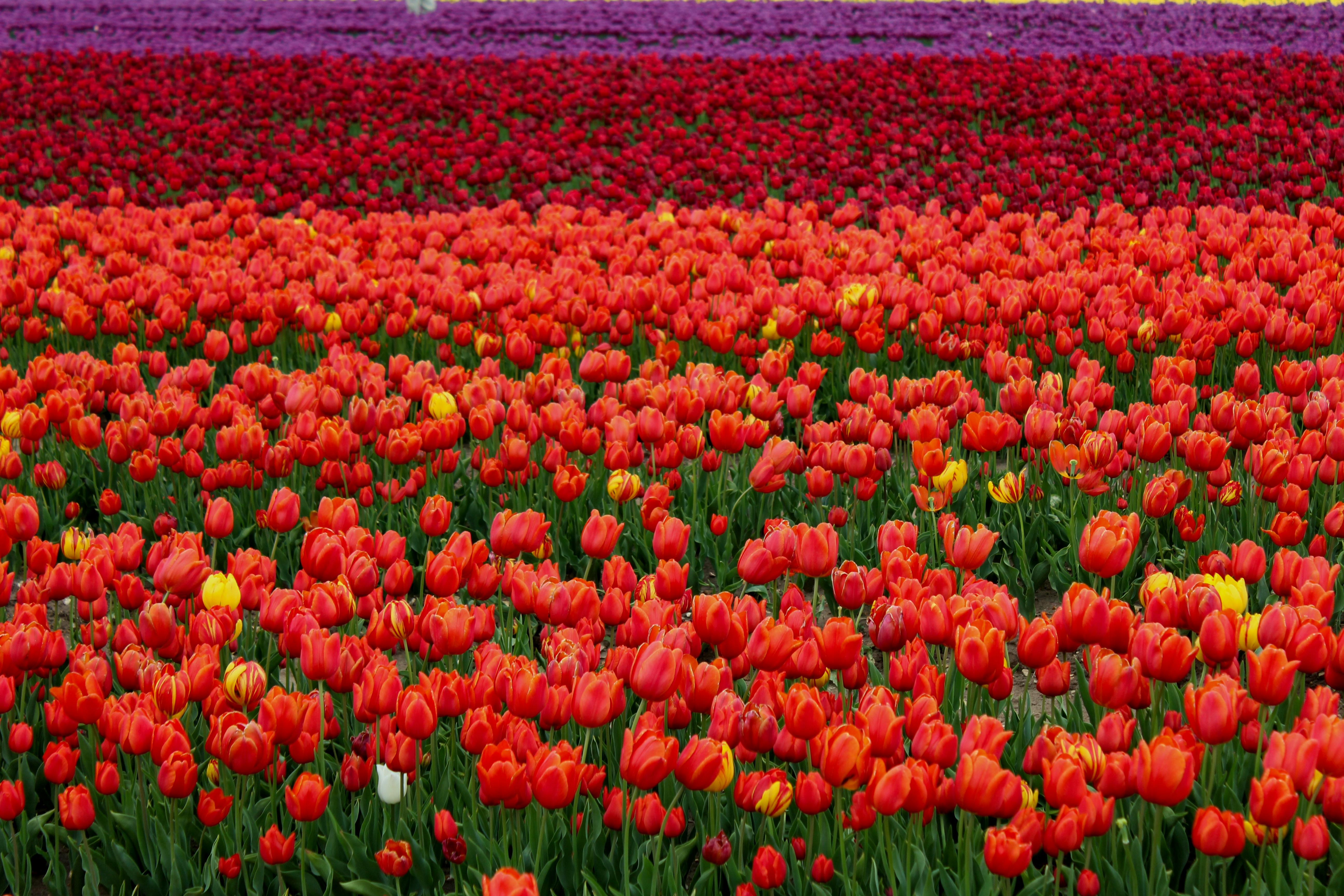 Vast field of red and purple tulips in bloom