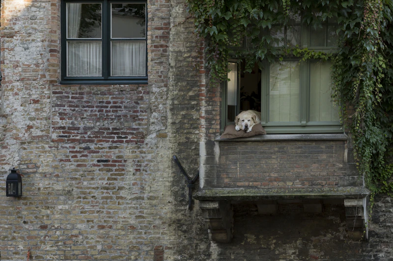 Best Pet-Friendly Hotels and Stays in Bruges for Travelers With Furry Companions