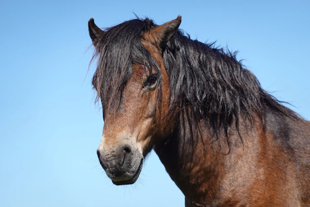 Brown horse with a dark mane against blue sky