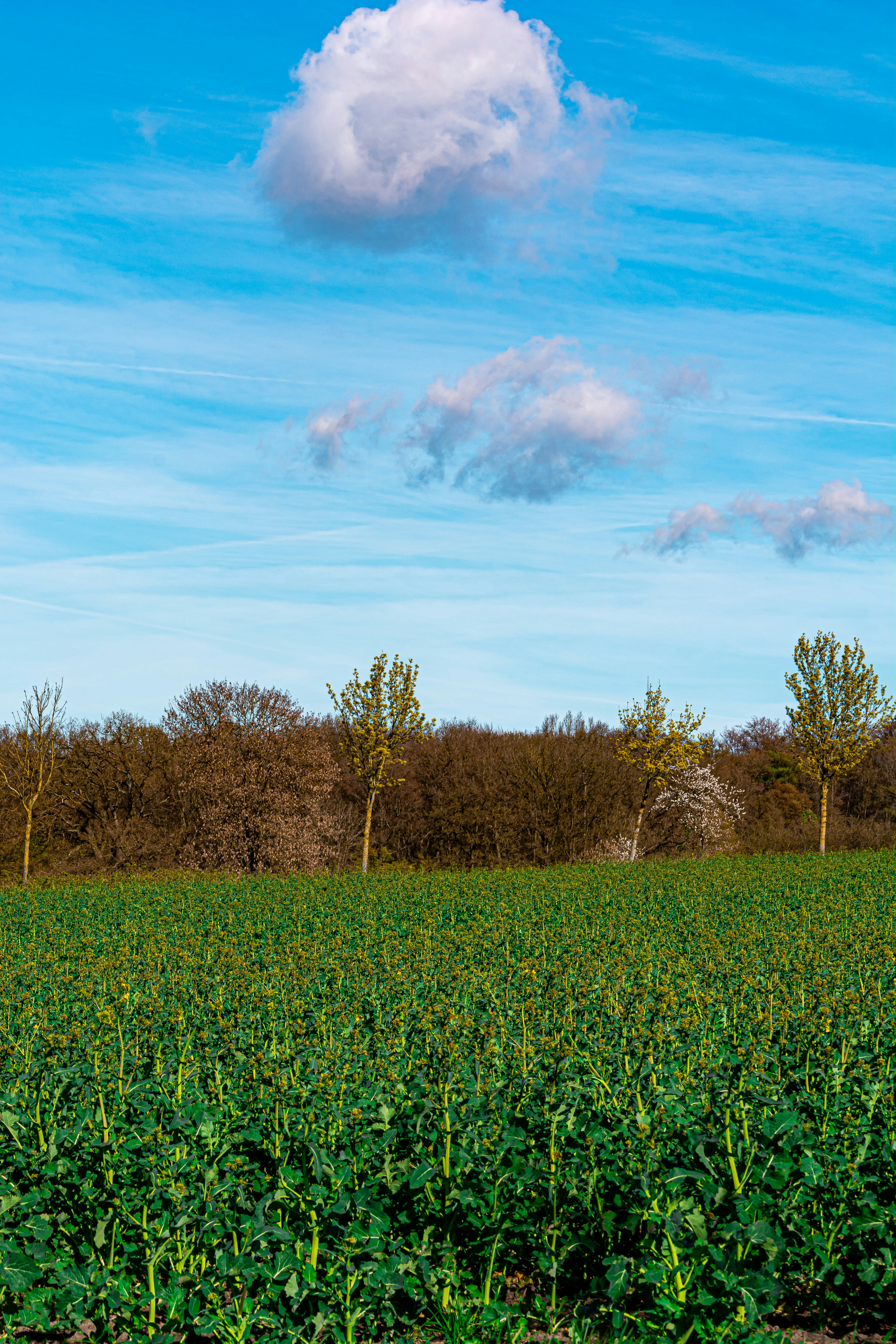 Campo verde con árboles bajo un cielo azul foto – Imagen de Árboles ...