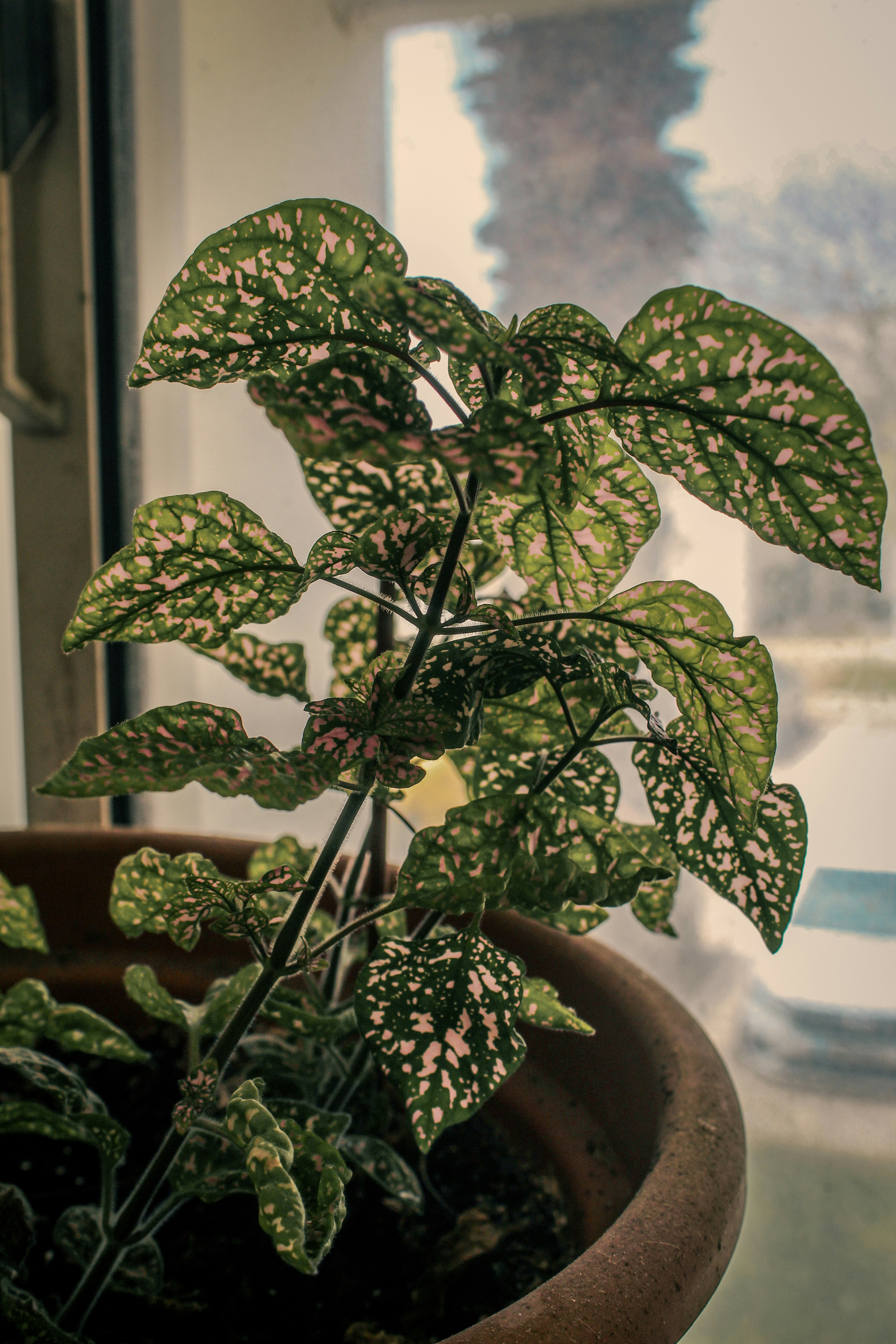 Una pianta in vaso con foglie verdi e rosa a macchie.