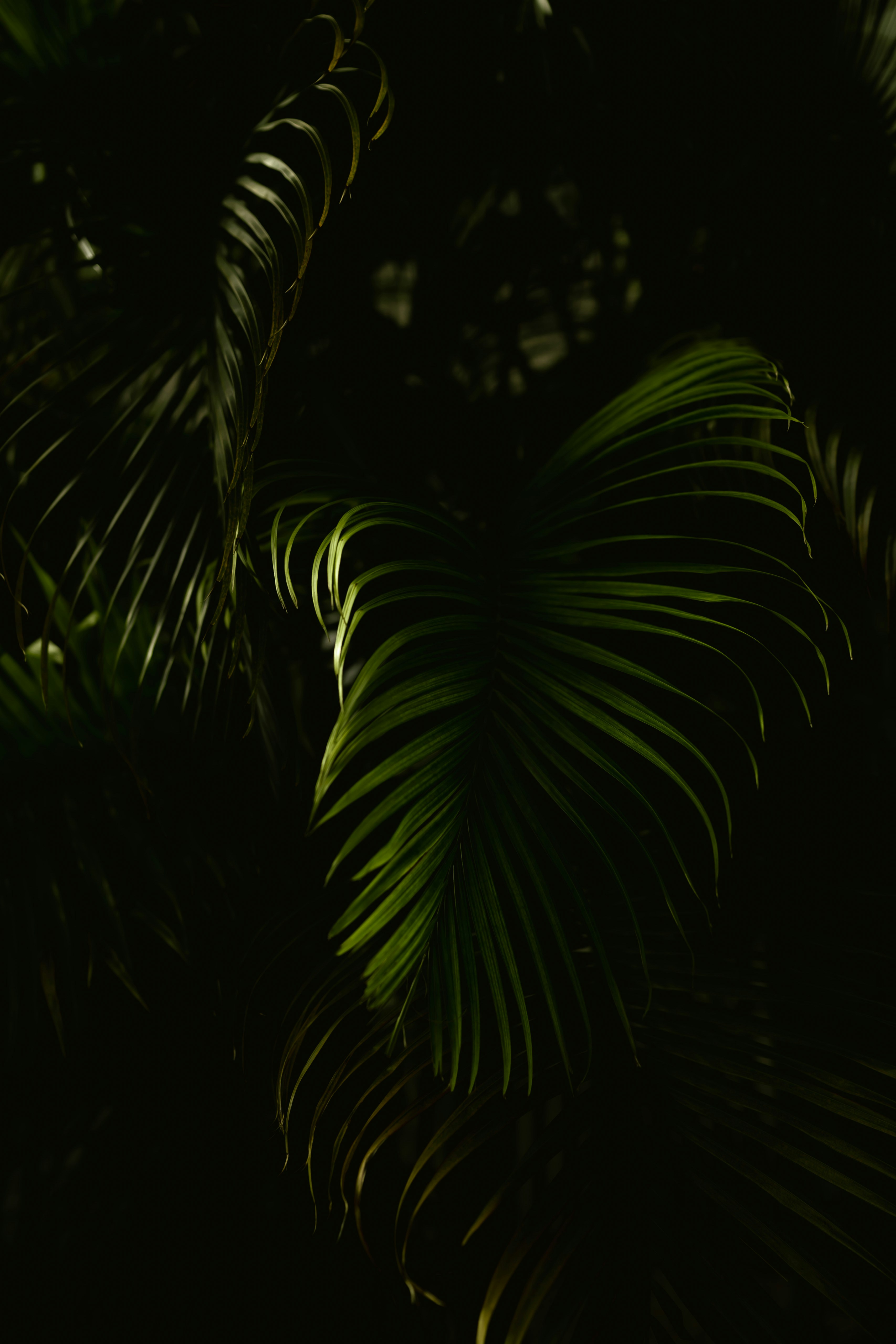 Photo by bennieray