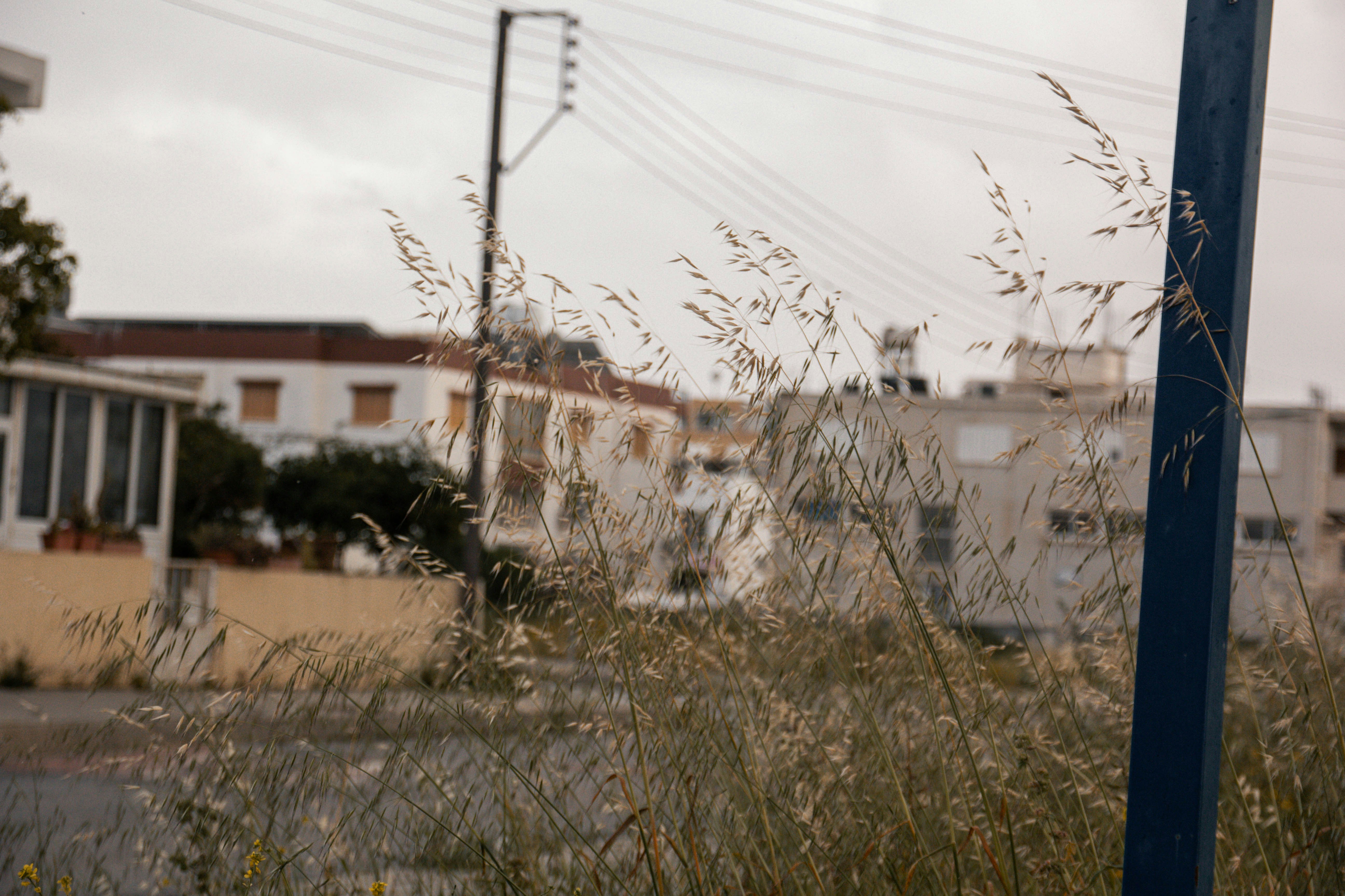 Tall grass in front of buildings under cloudy sky