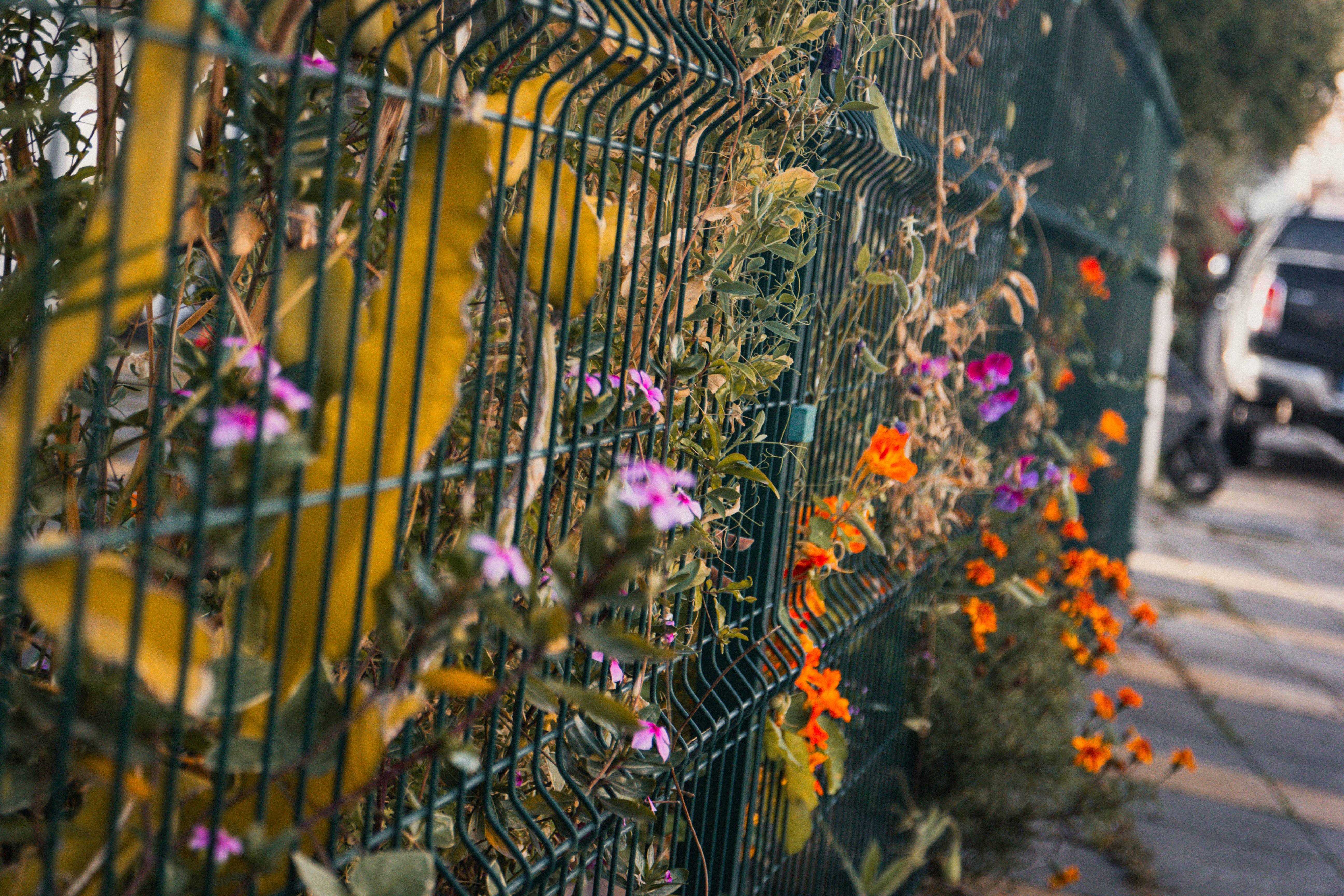 Colorful flowers bloom along a wire fence.