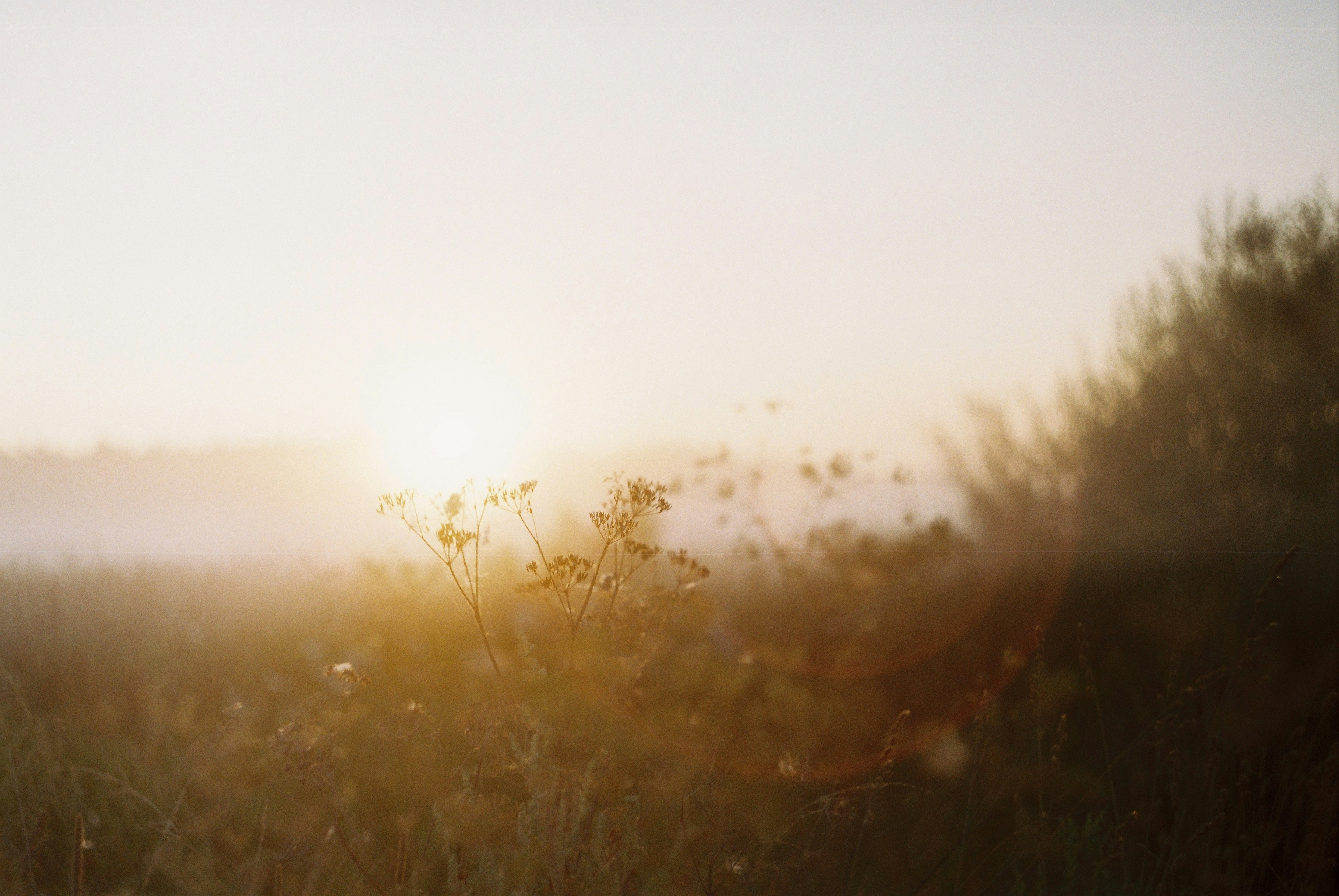 La douce lumière du matin éclaire un champ brumeux de fleurs sauvages.
