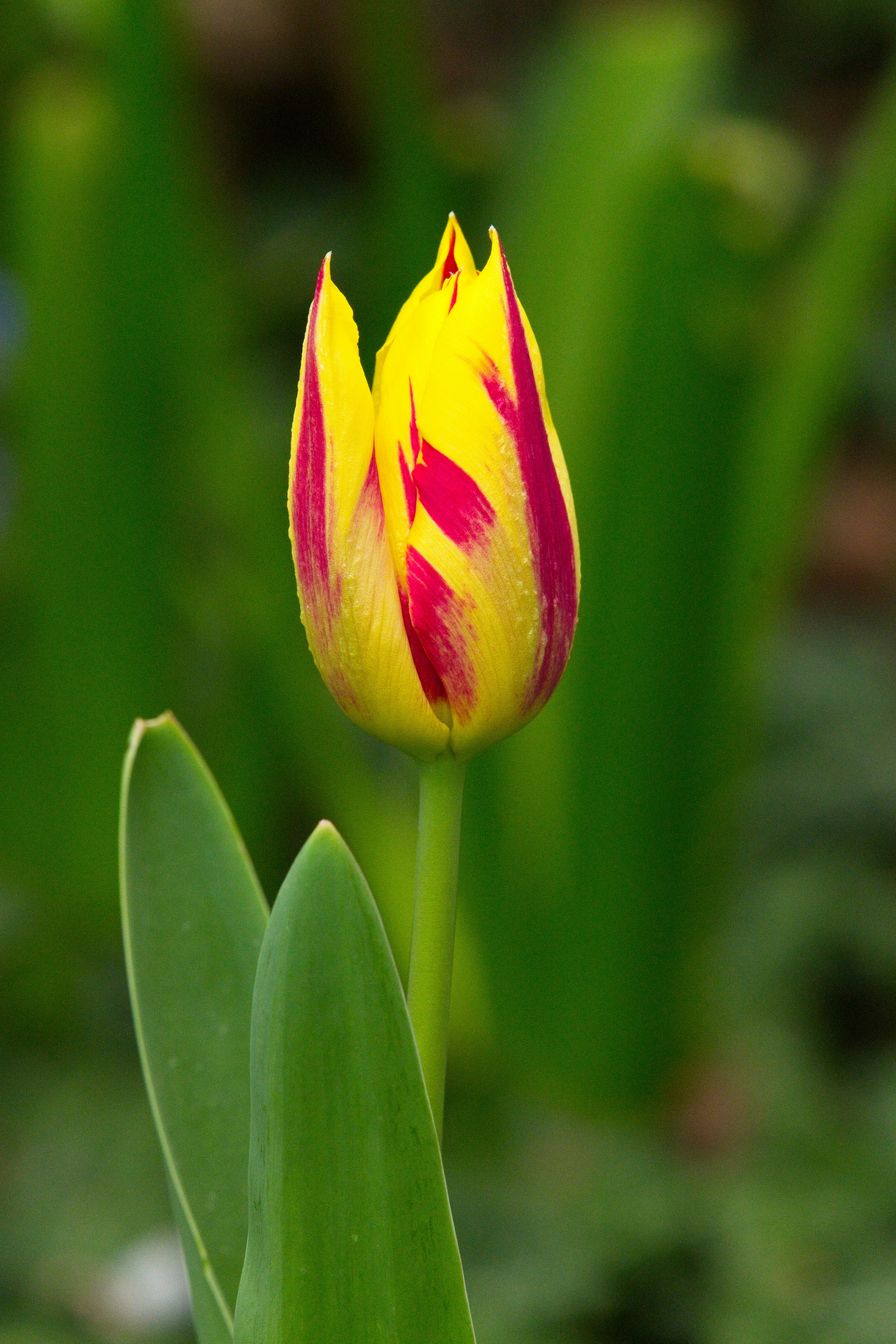 A single yellow and red tulip bud with water droplets.