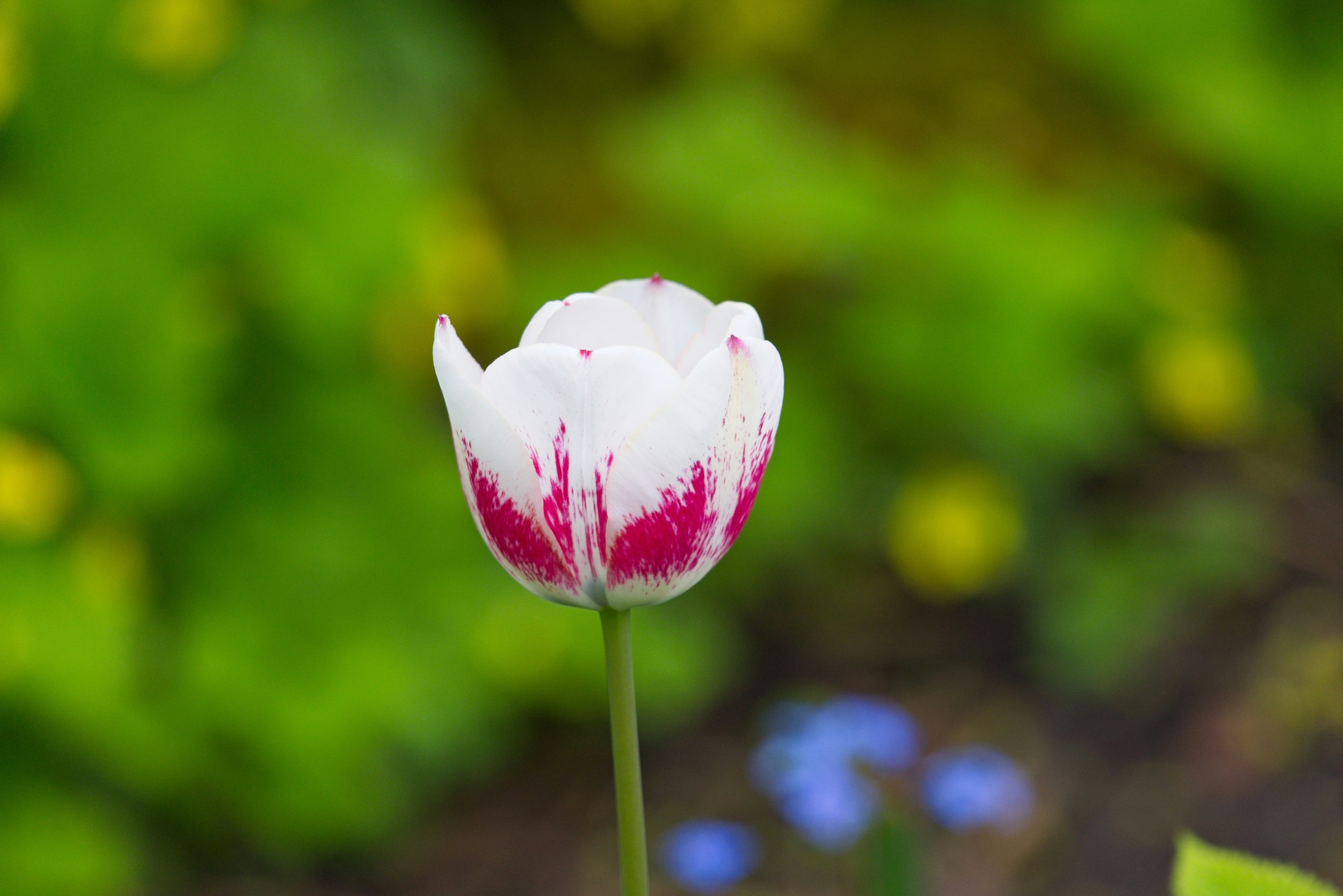 A single white tulip with red markings.