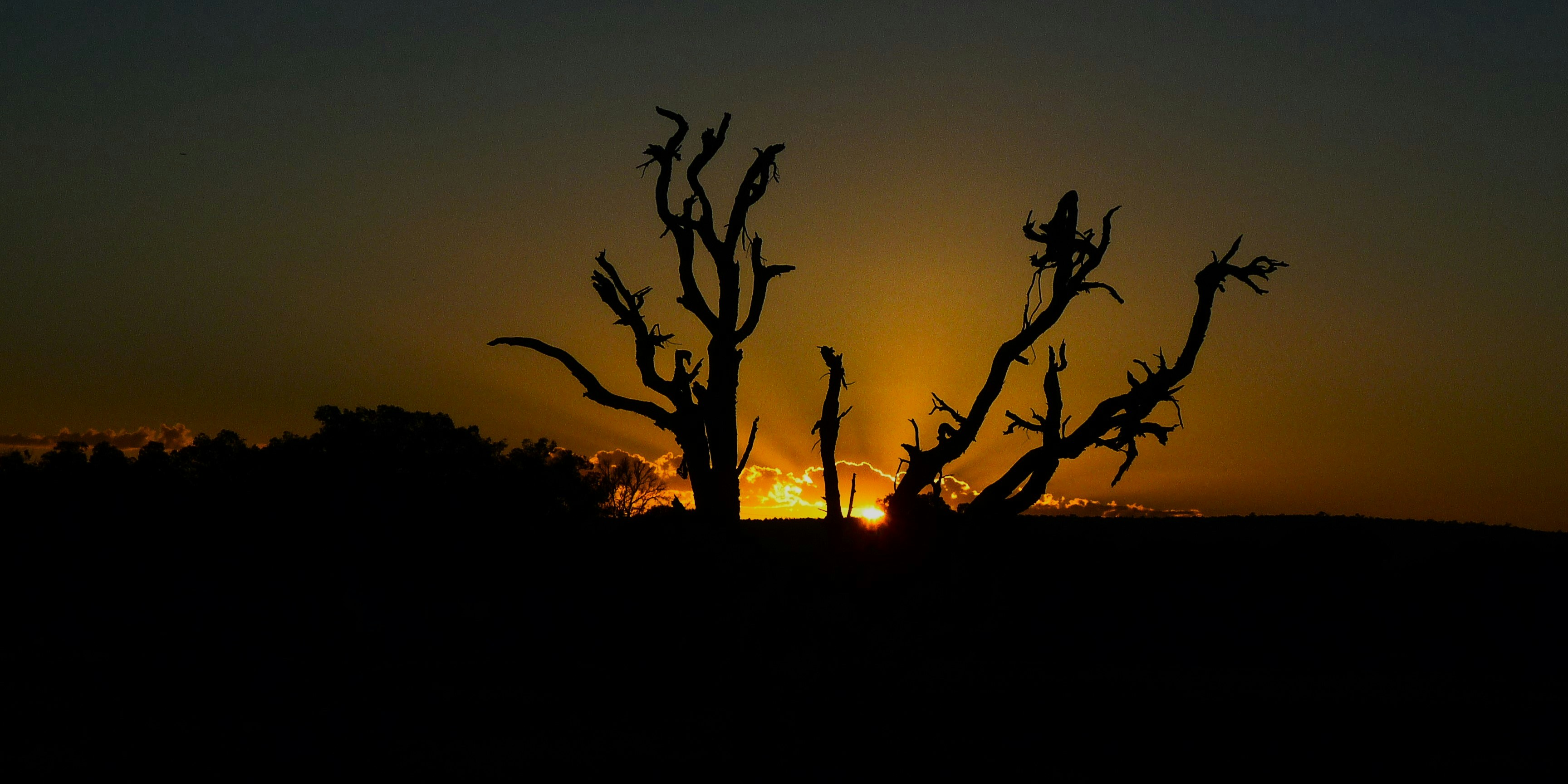 Silhueta de uma árvore morta contra um pôr do sol