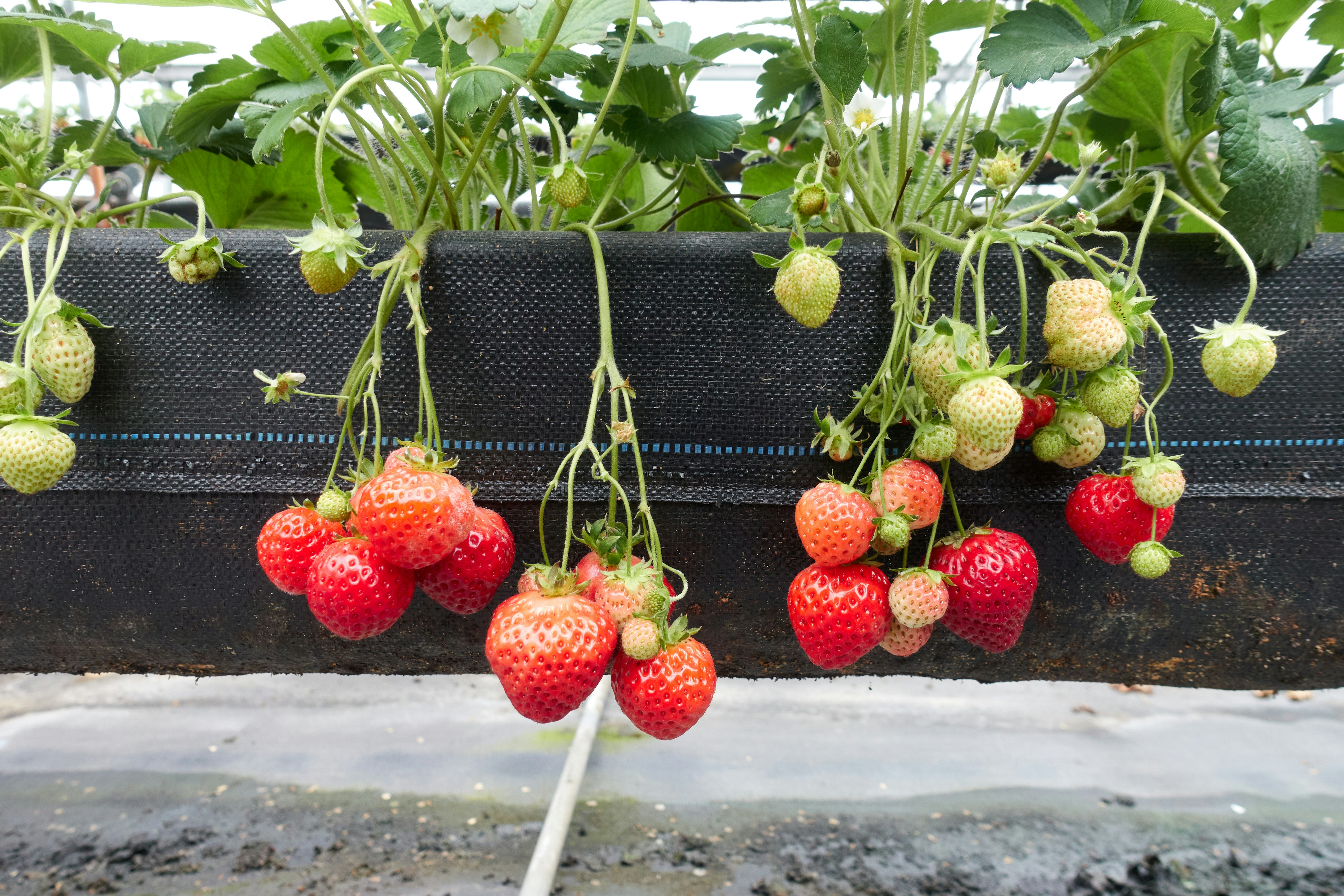 hydroponic farm