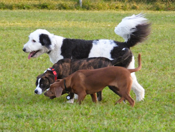 Three dogs of different breeds standing on grass