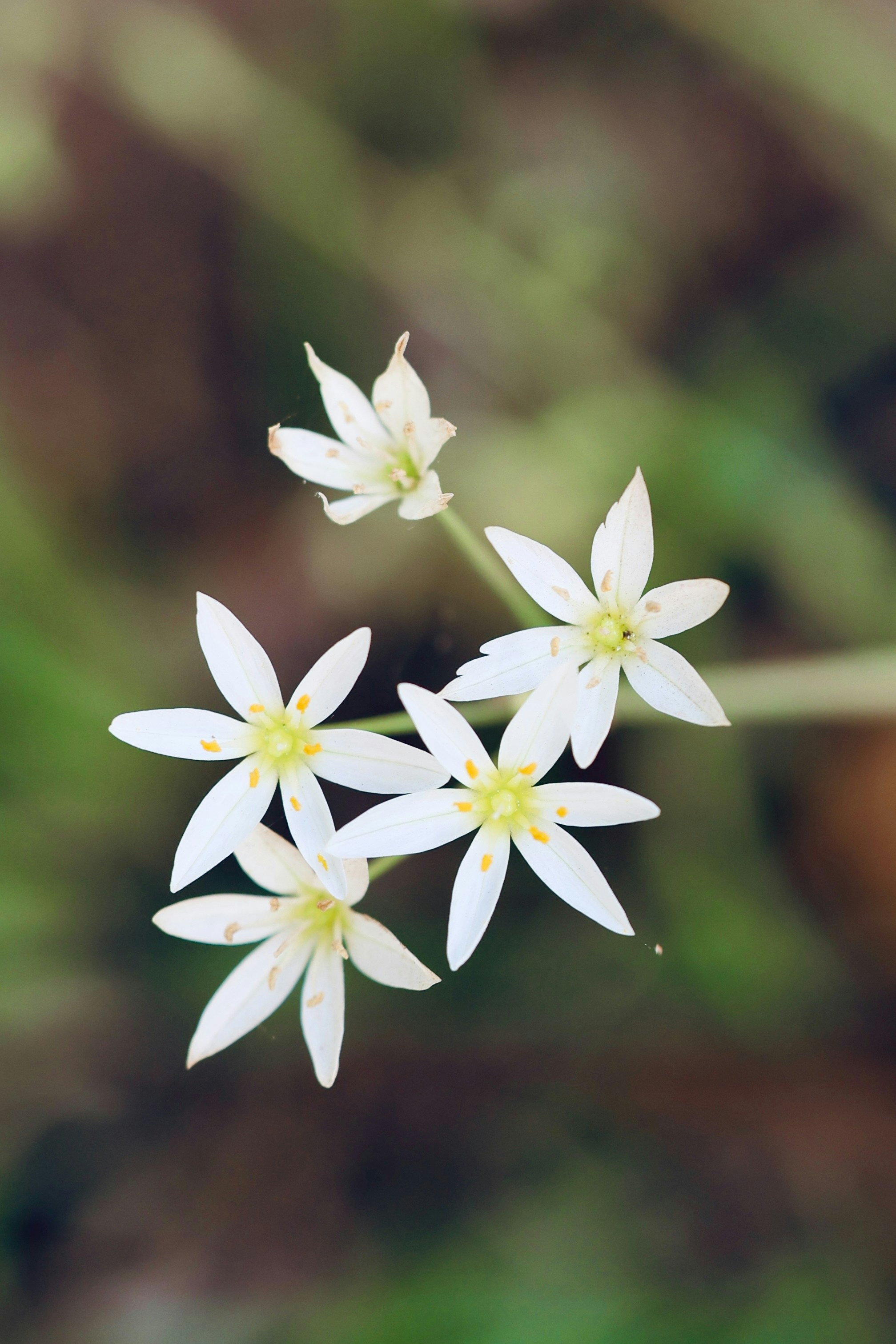 Zarte weiße, sternförmige Blumen blühen in der Natur.