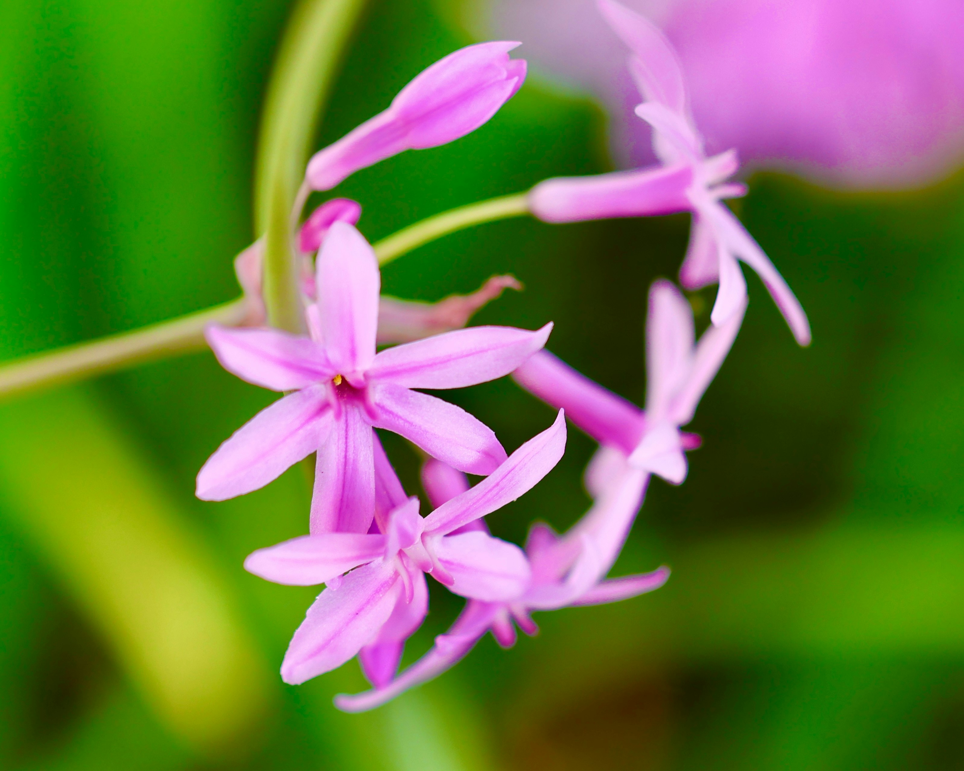 Zarte rosa Blumen blühen vor einem verschwommenen grünen Hintergrund.