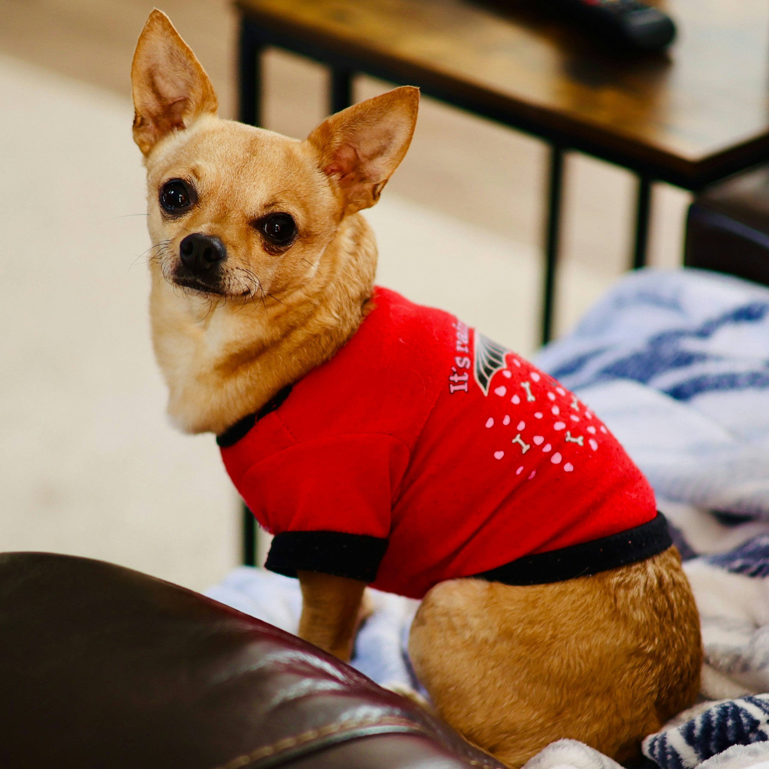 Ein kleiner, gebräunter Hund in einem roten Pullover