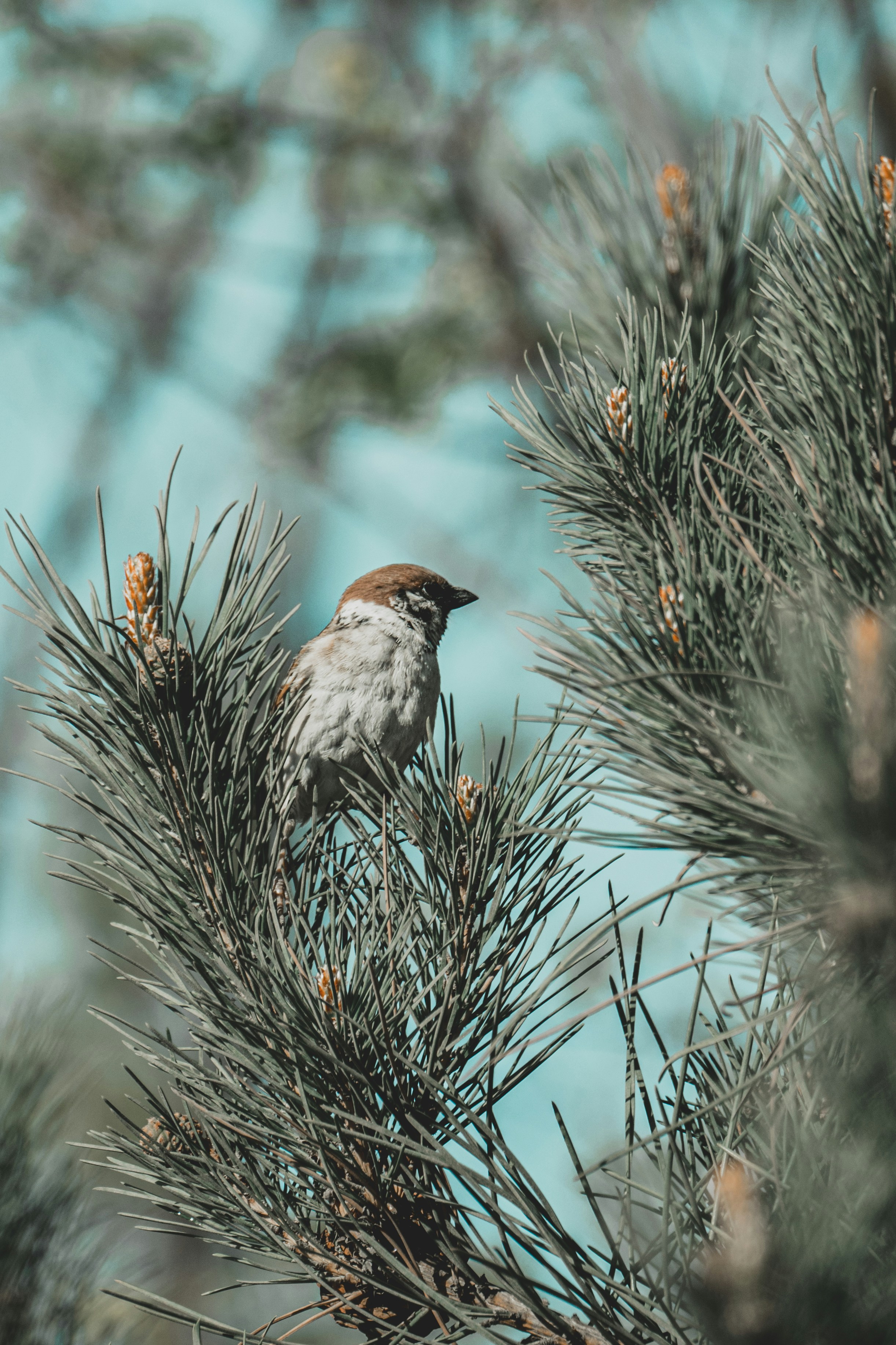 Un pequeño pájaro posado en una rama de pino.