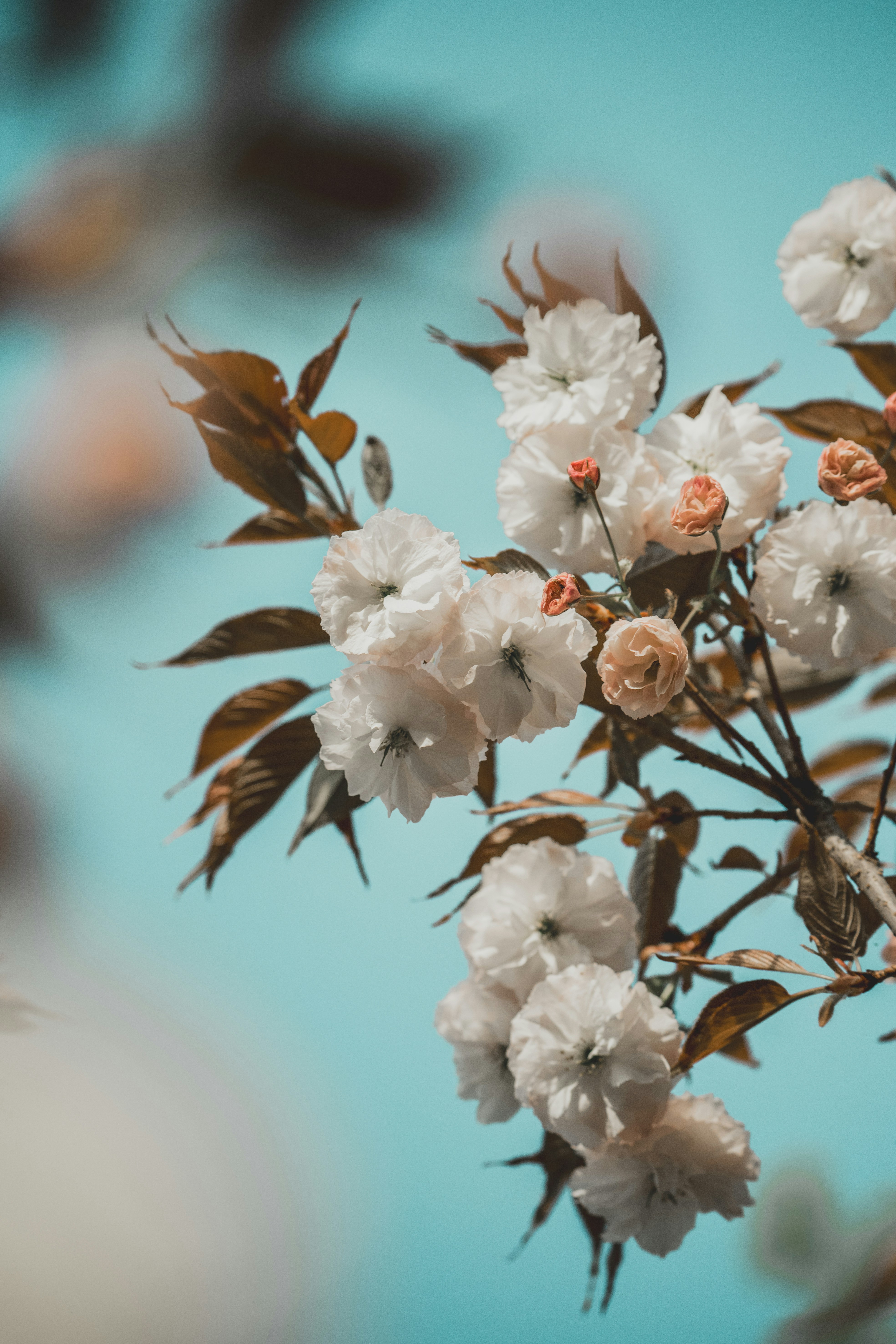 Flores de cerezo blanco florecen contra un cielo azul suave.