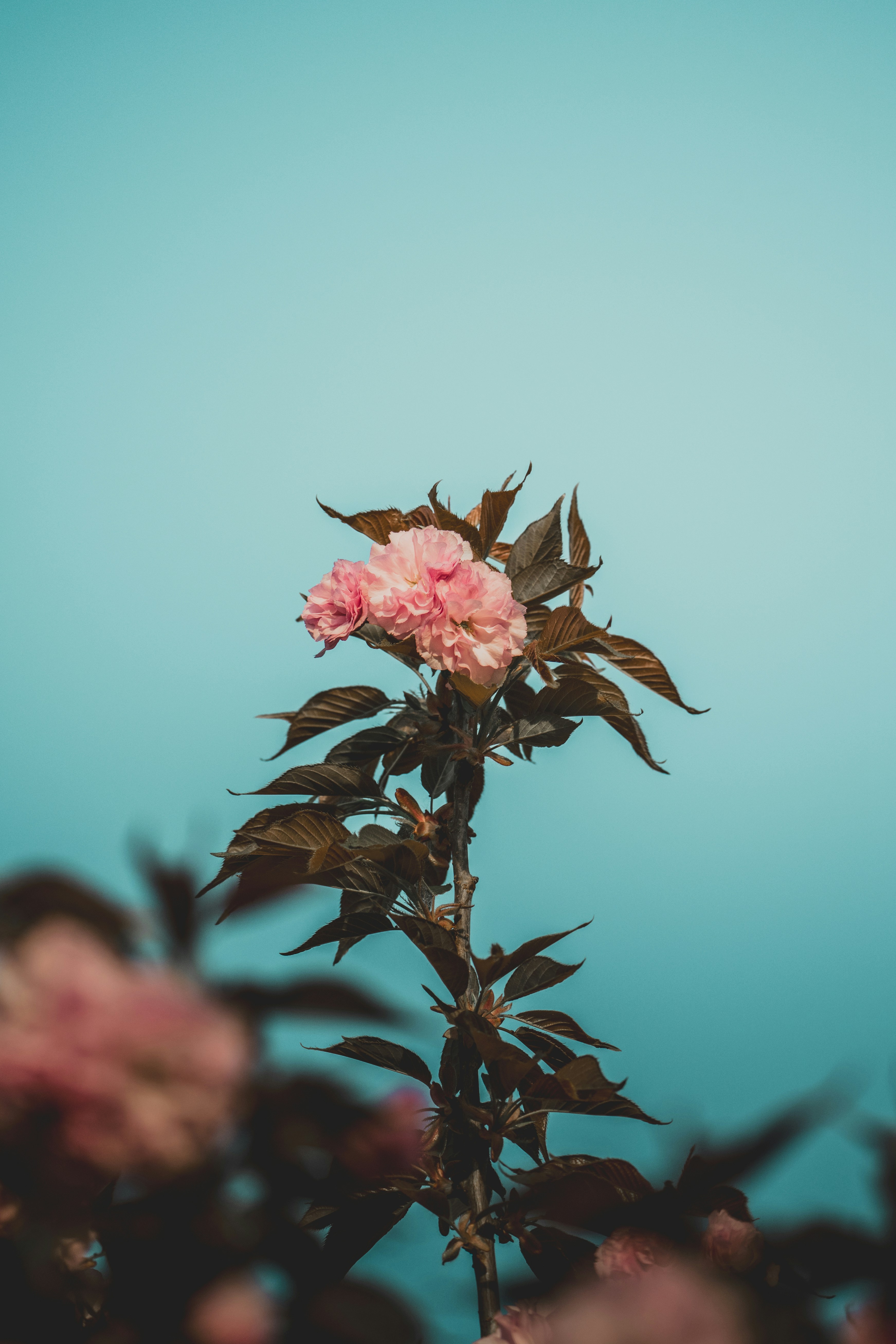 Cerezos rosas florecen contra un cielo azul suave.