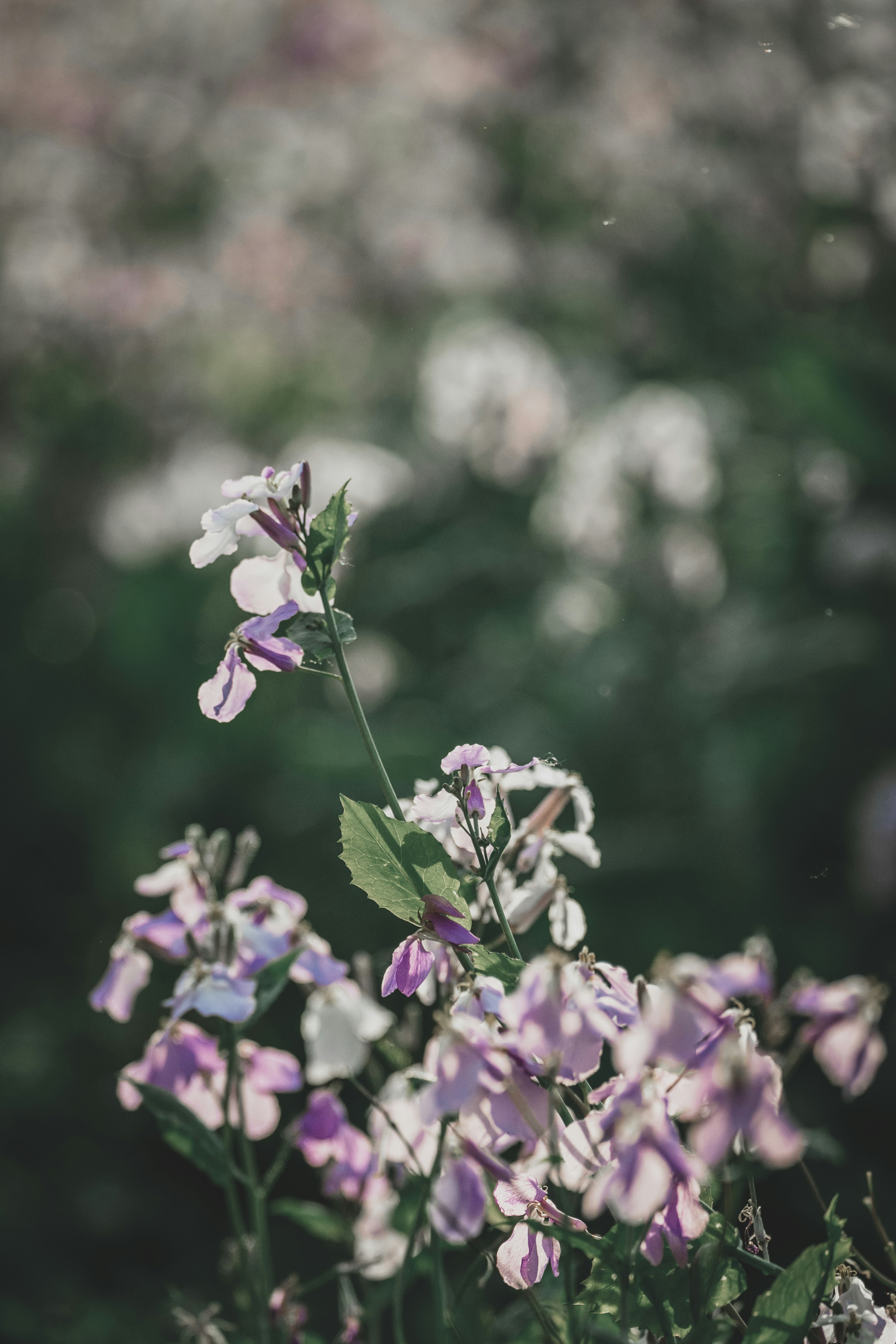 Delicadas flores moradas y blancas florecen en un campo.