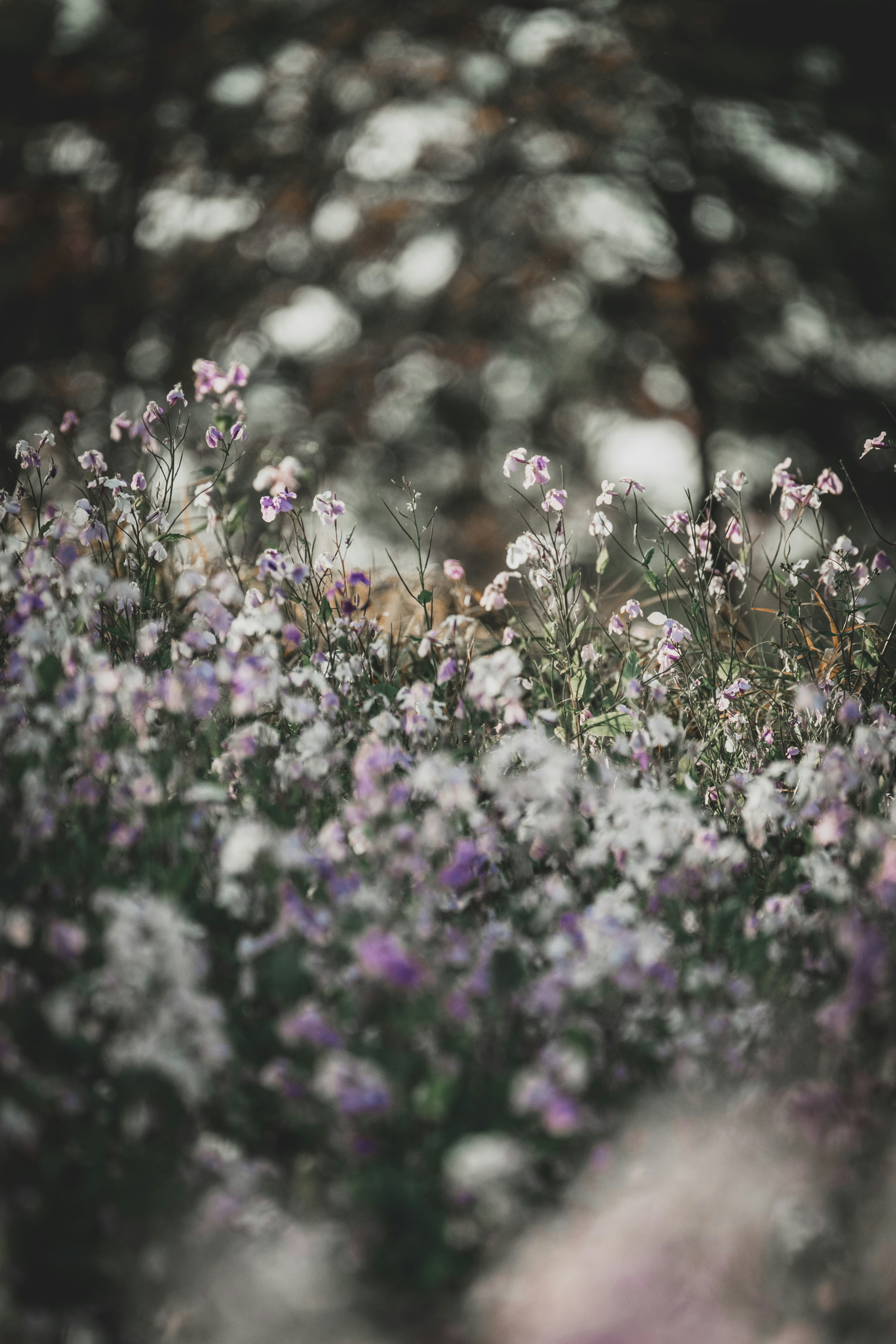 Delicadas flores silvestres moradas y blancas florecen en un campo.