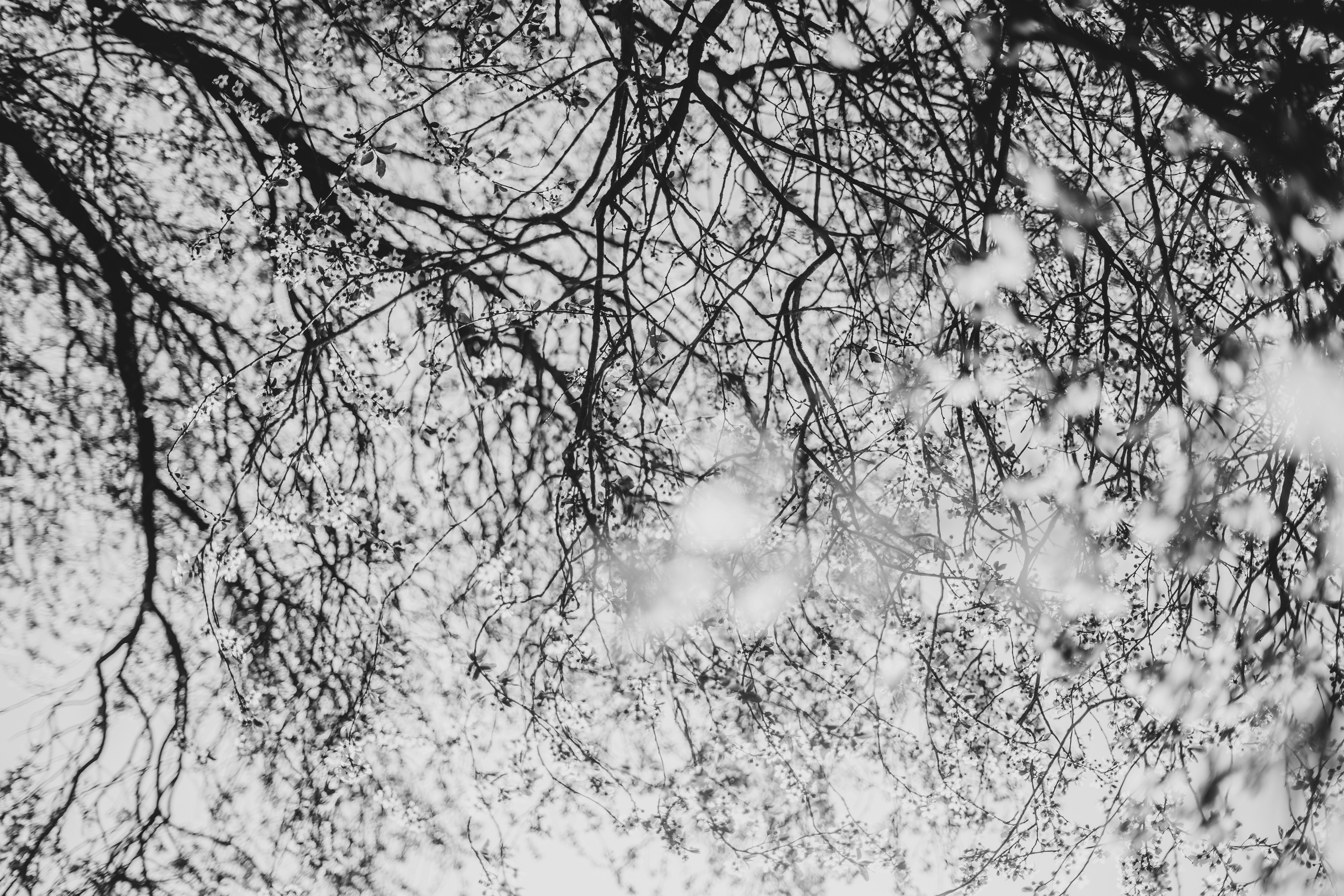 明るい空を背景に裸の木の枝