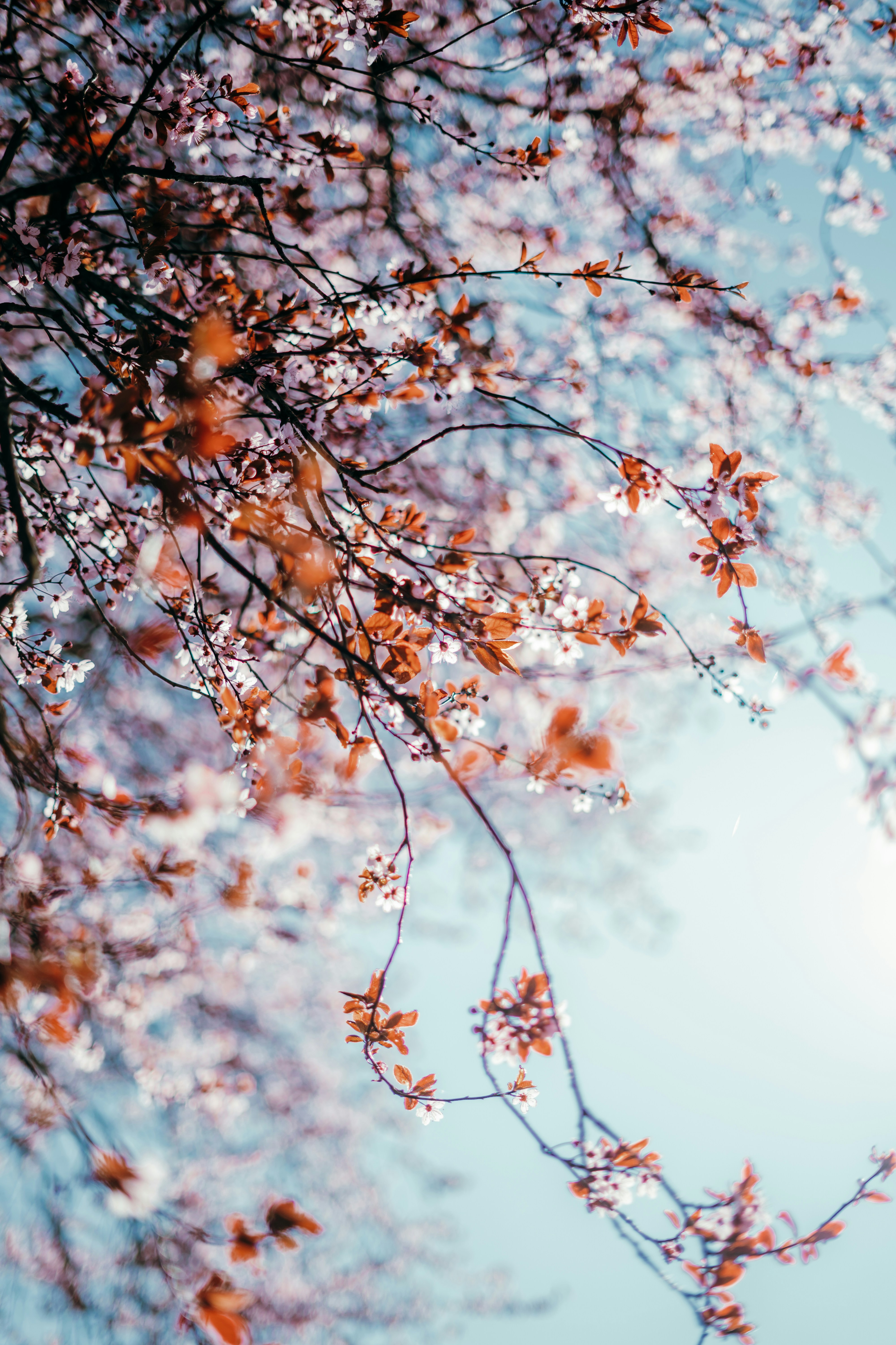 桜が明るい青空に咲き誇ります。