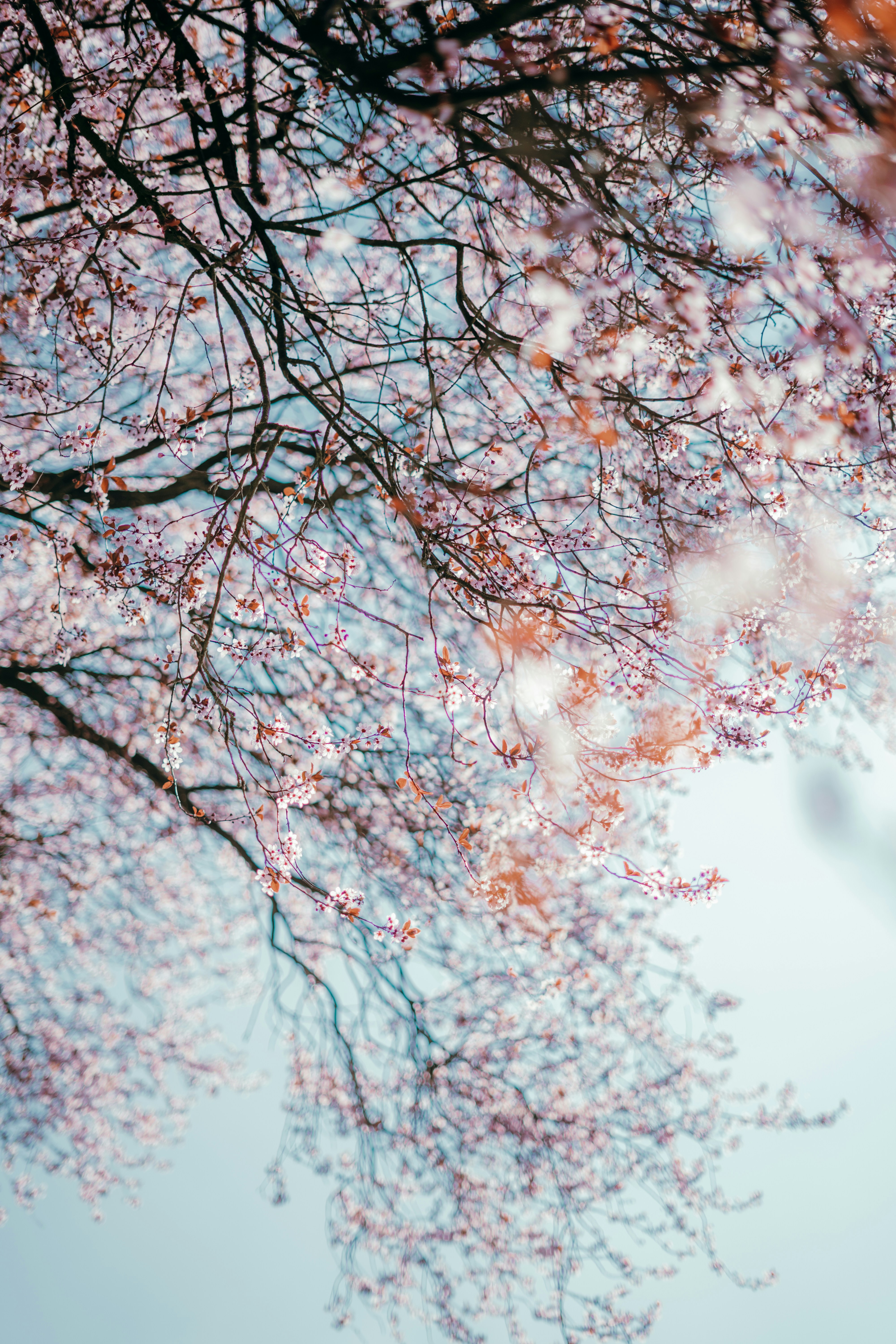 繊細なピンク色の桜が暗い枝に咲きます。