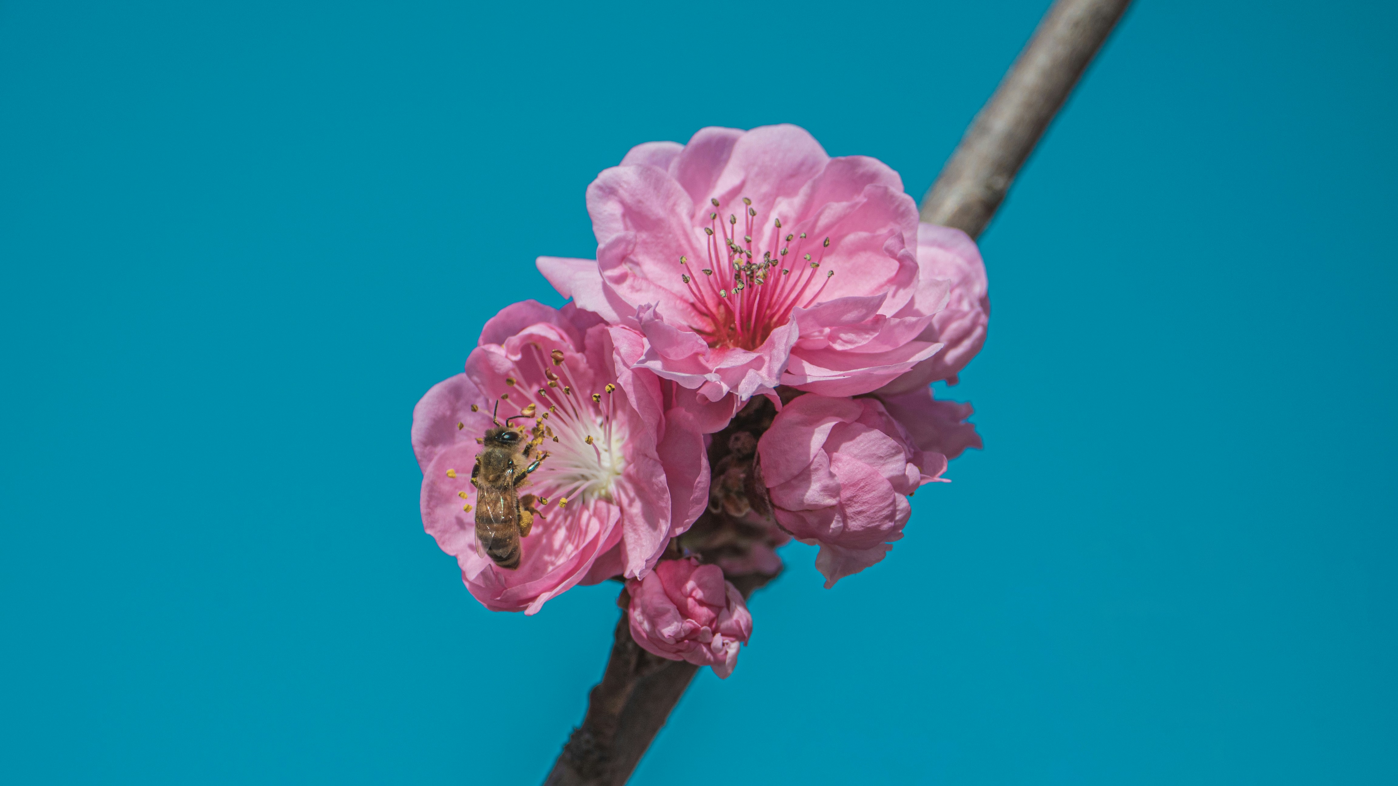 Una abeja poliniza flores rosas contra un cielo azul