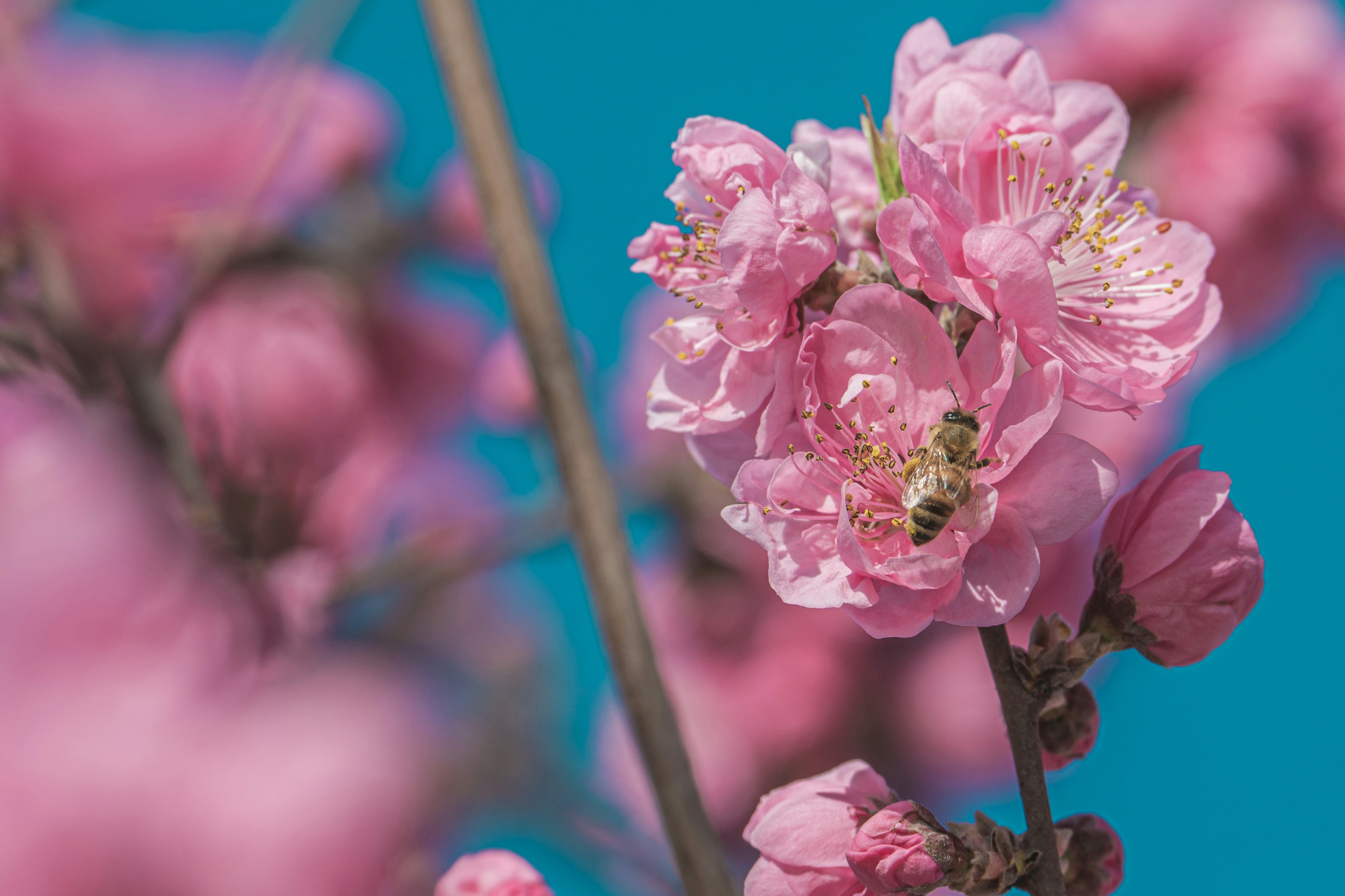 Una abeja recoge néctar de una flor rosa.
