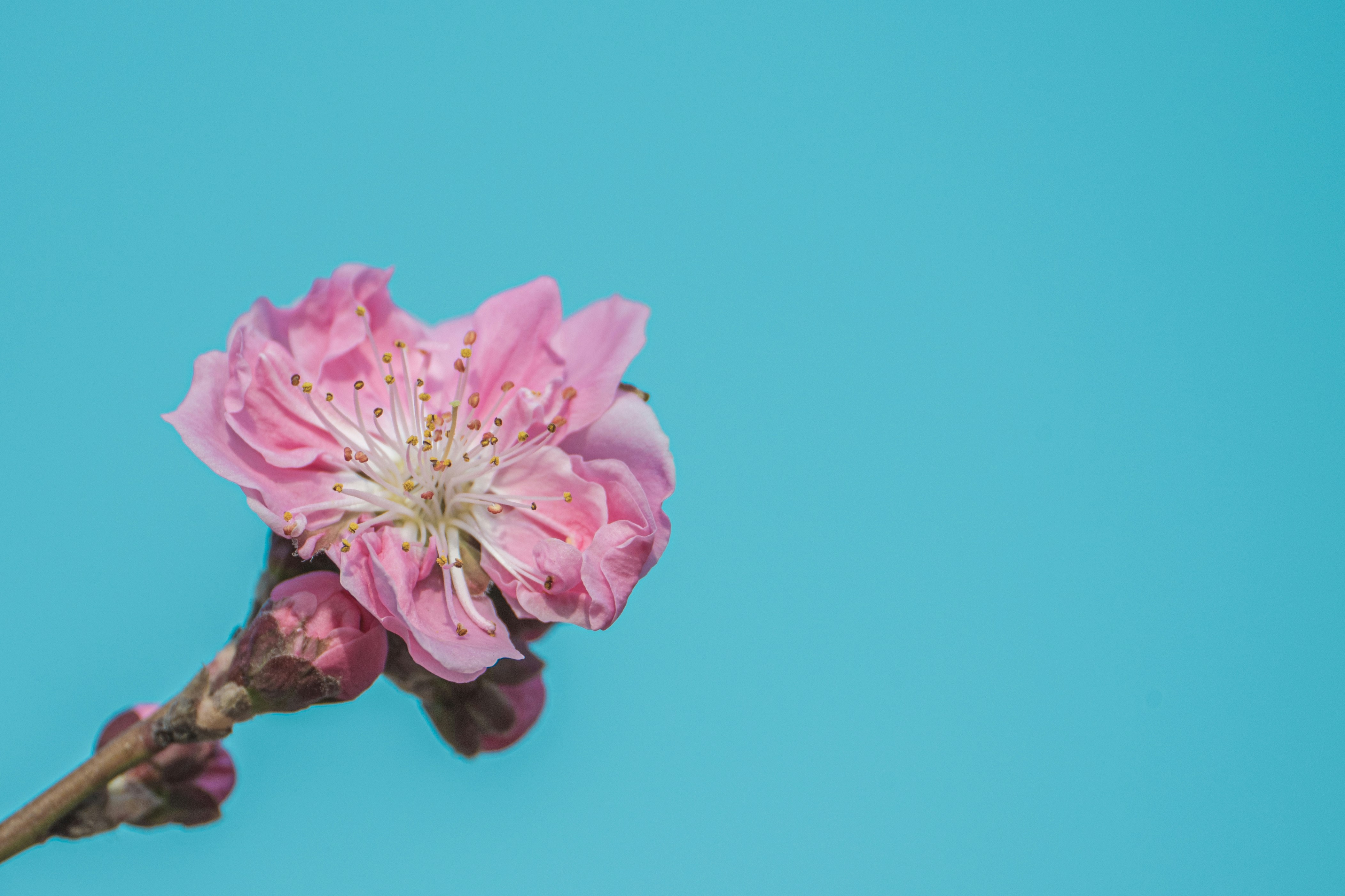 Una sola flor rosa de melocotonero en una rama.