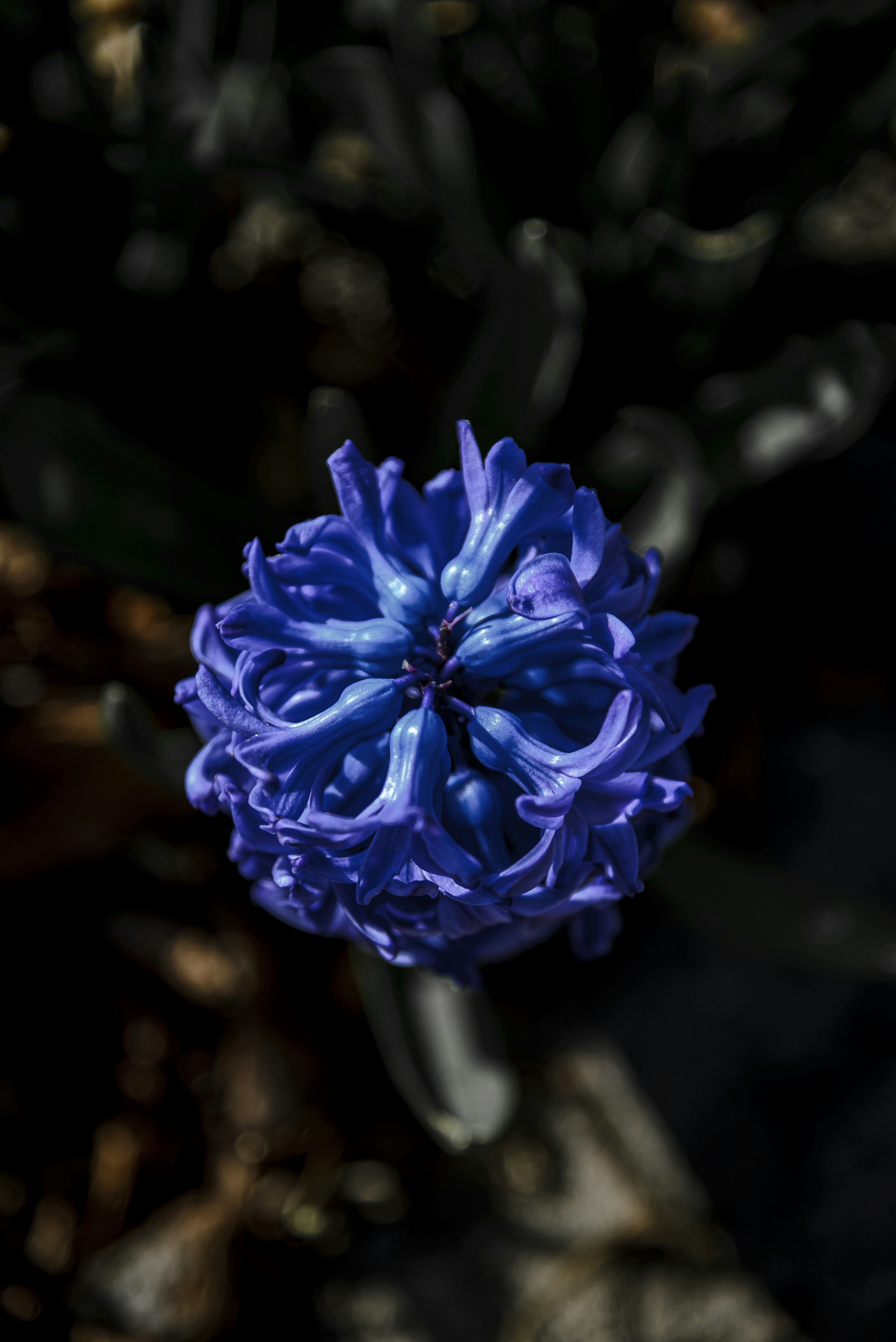 Eine leuchtend blaue Hyazinthenblüte in Blüte