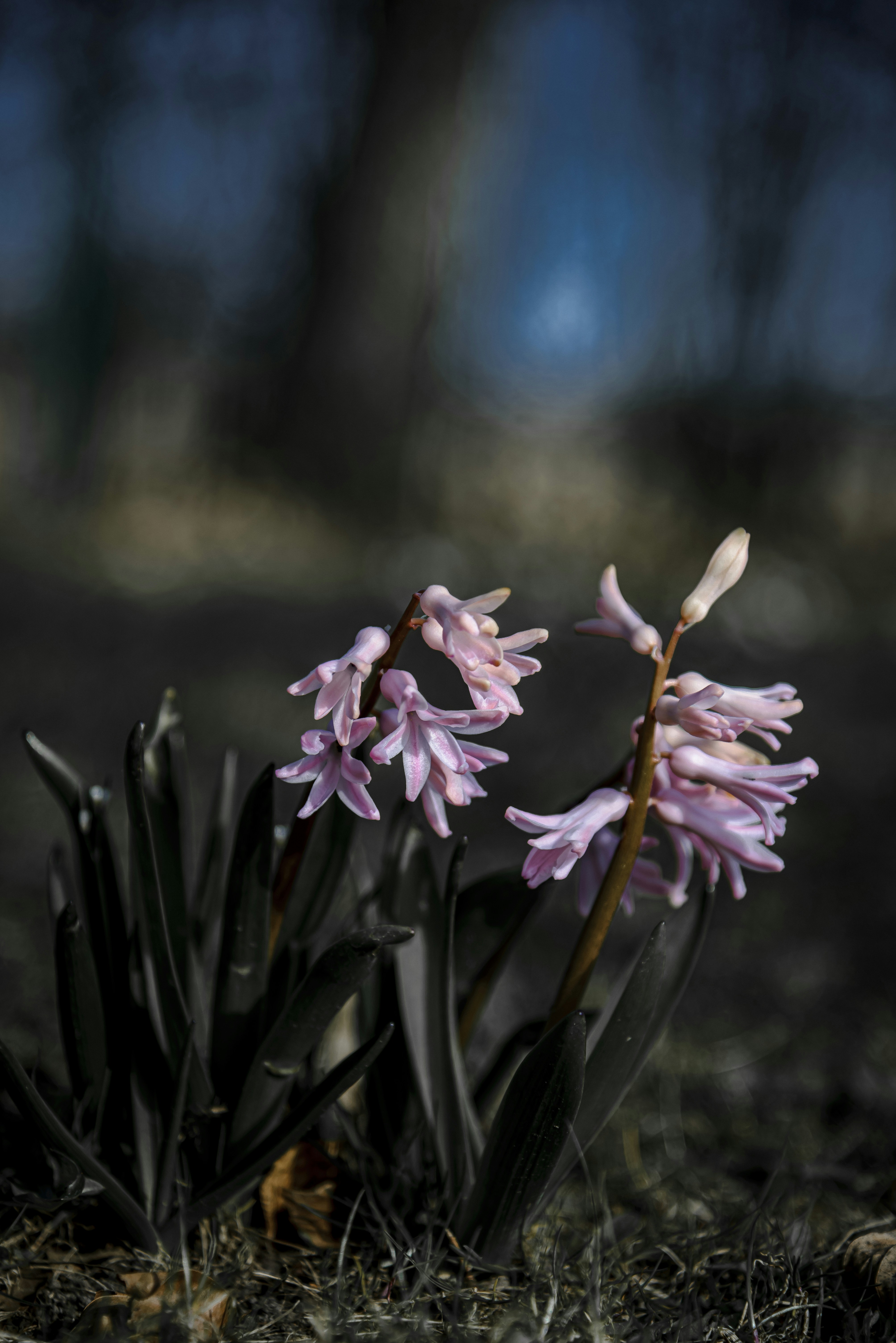 Zarte rosa Hyazinthenblüten, die im sanften Licht blühen.