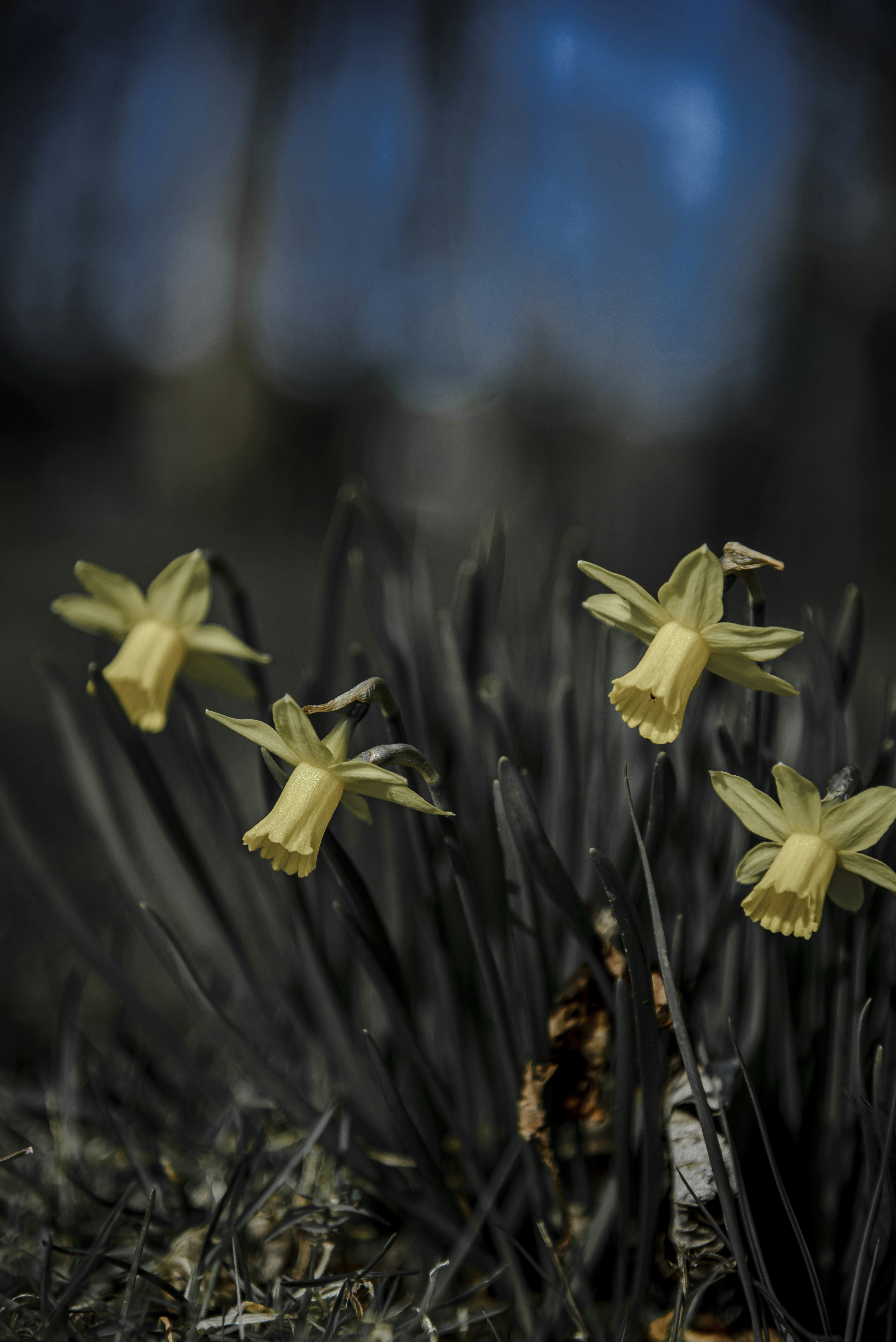 Vier gelbe Narzissen blühen in einem Garten