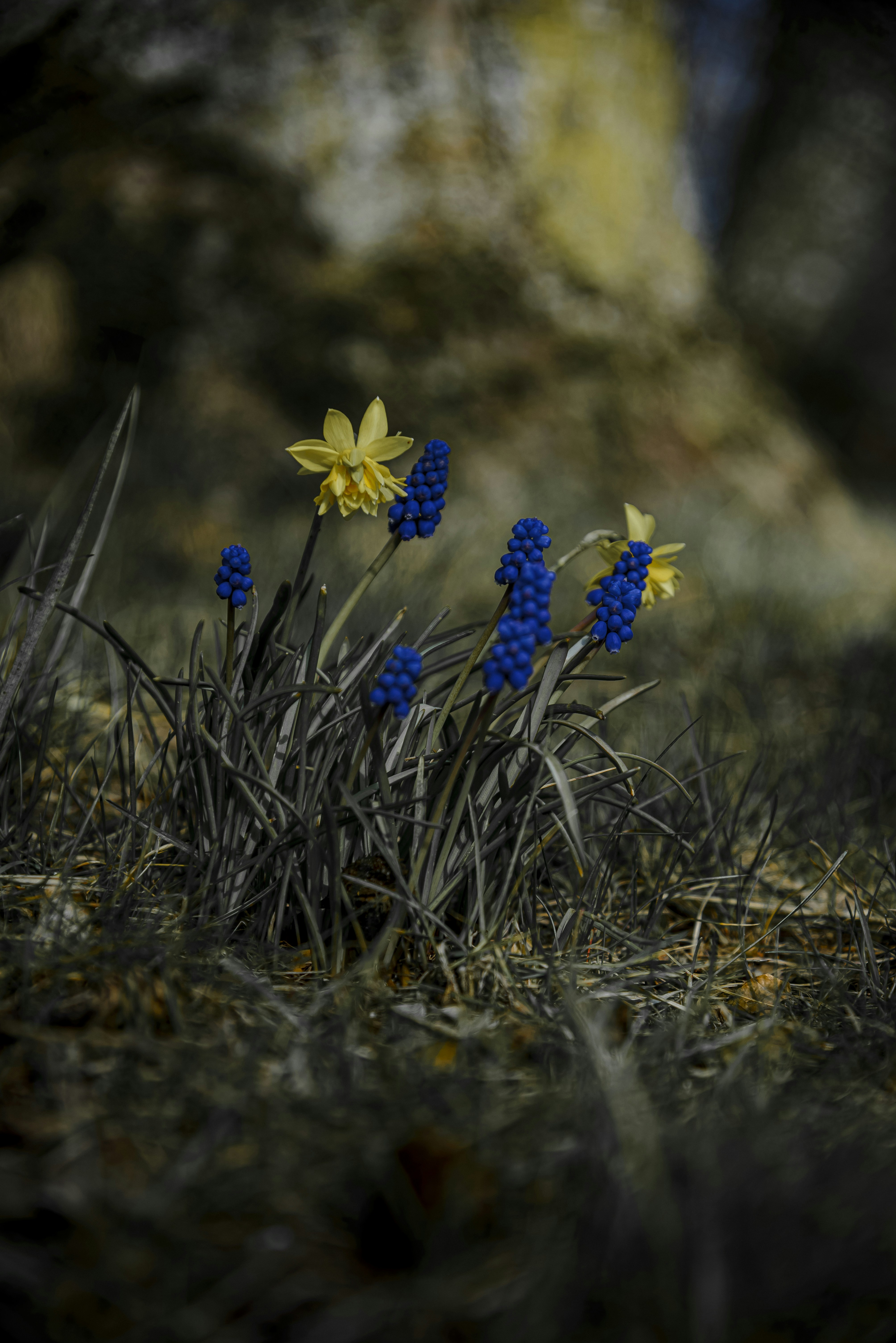 Gelbe Narzissen und blaue Traubenhyazinthen blühen zusammen.