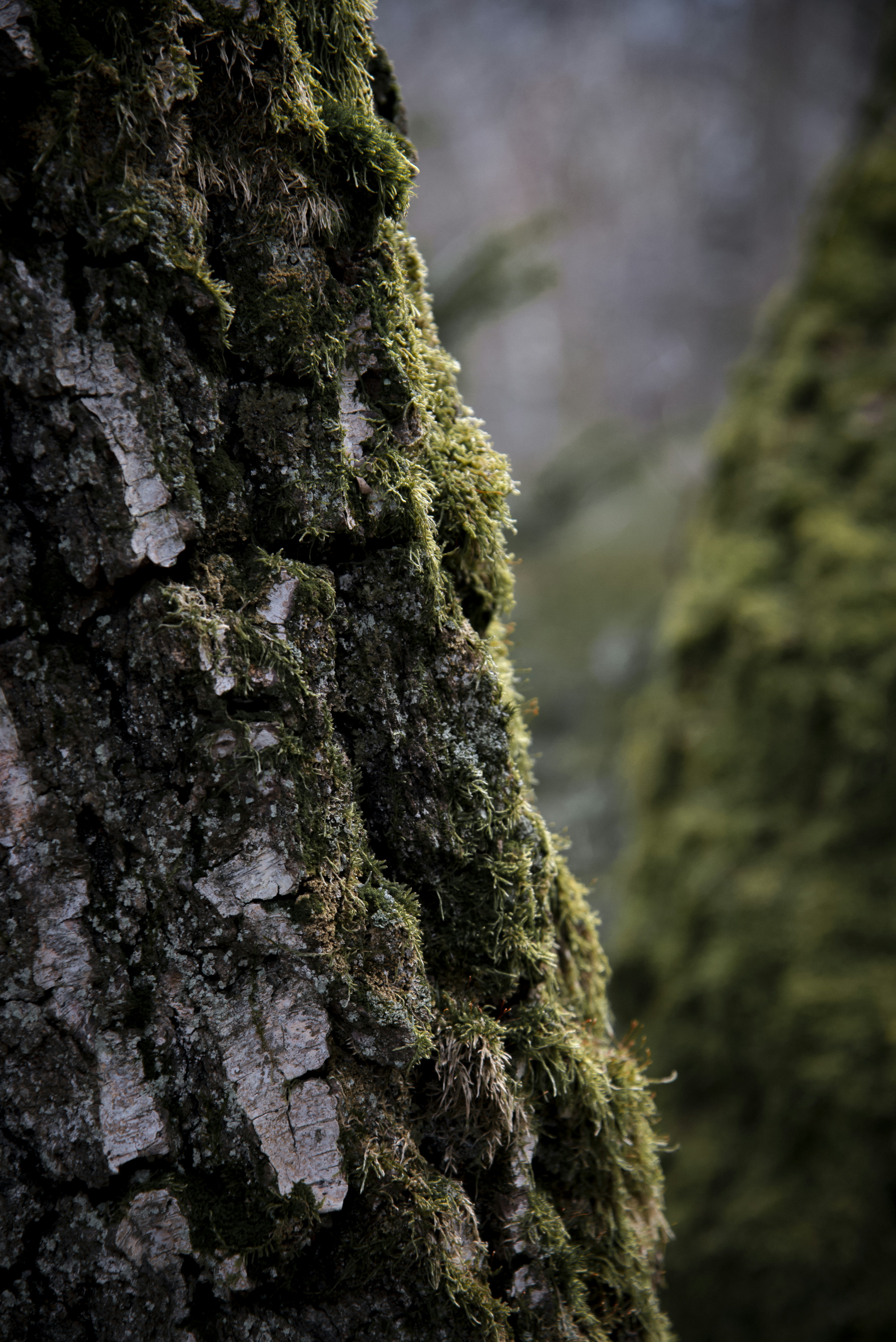 Nahaufnahme von moosbedeckter Baumrinde in einem Wald.