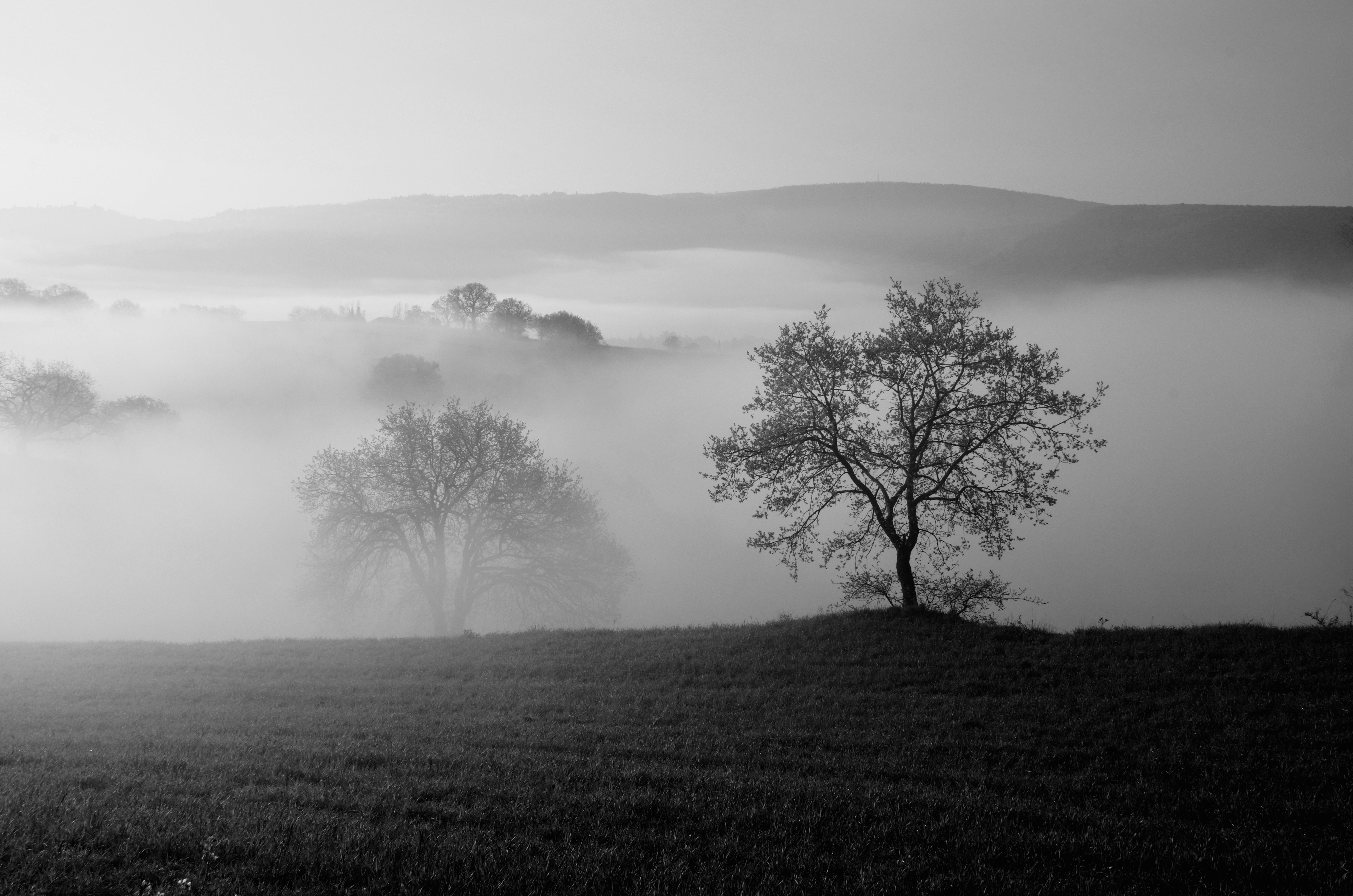 Two trees stand in a misty landscape at dawn