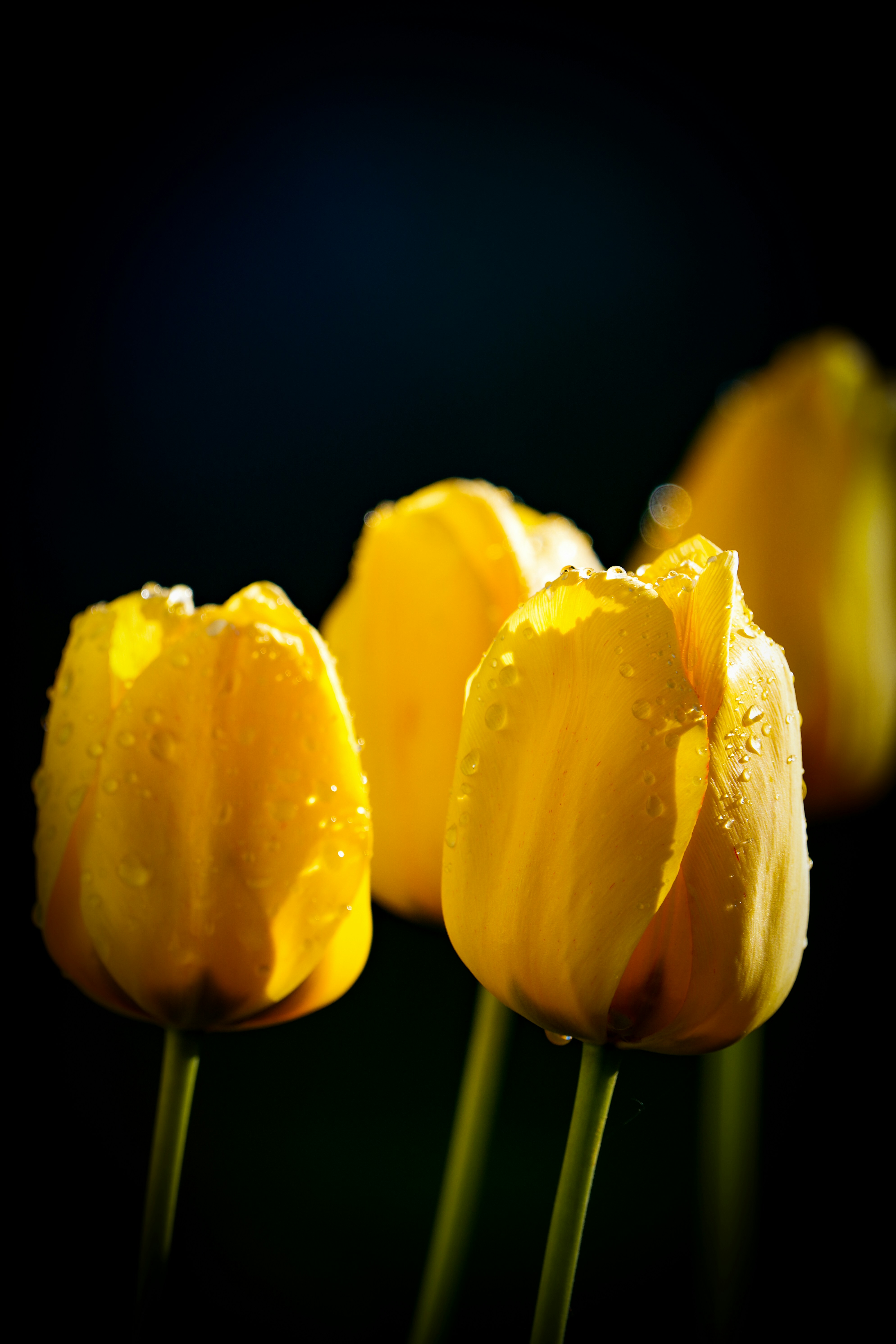 Four yellow tulips with water droplets on petals.