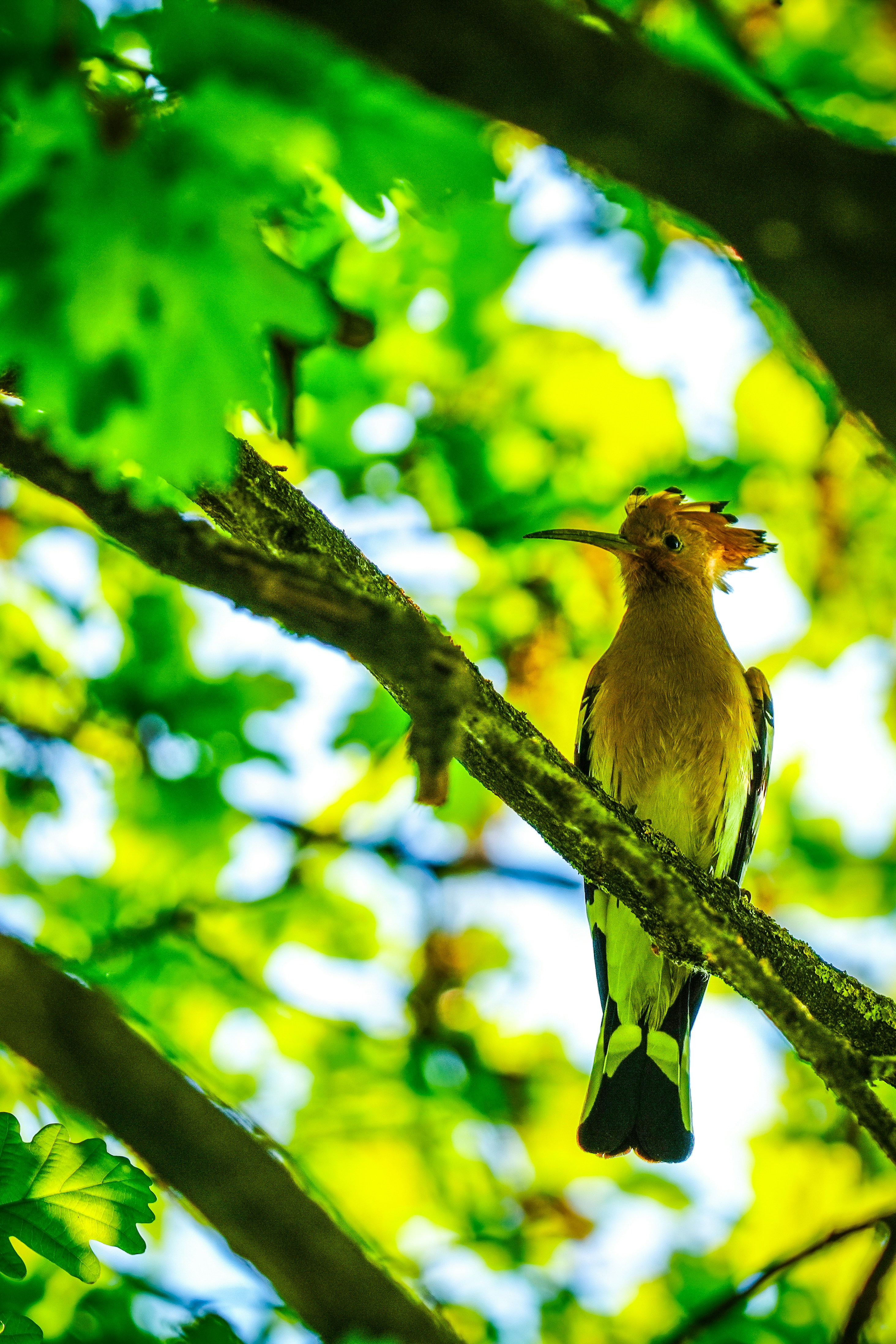 A hoopoe bird perched on a tree branch.