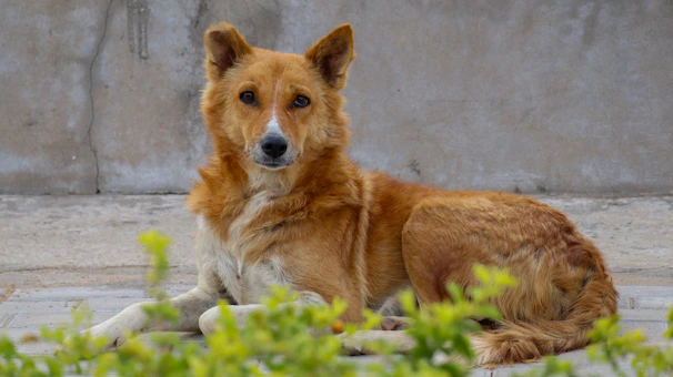 A tan dog with white markings lies down.