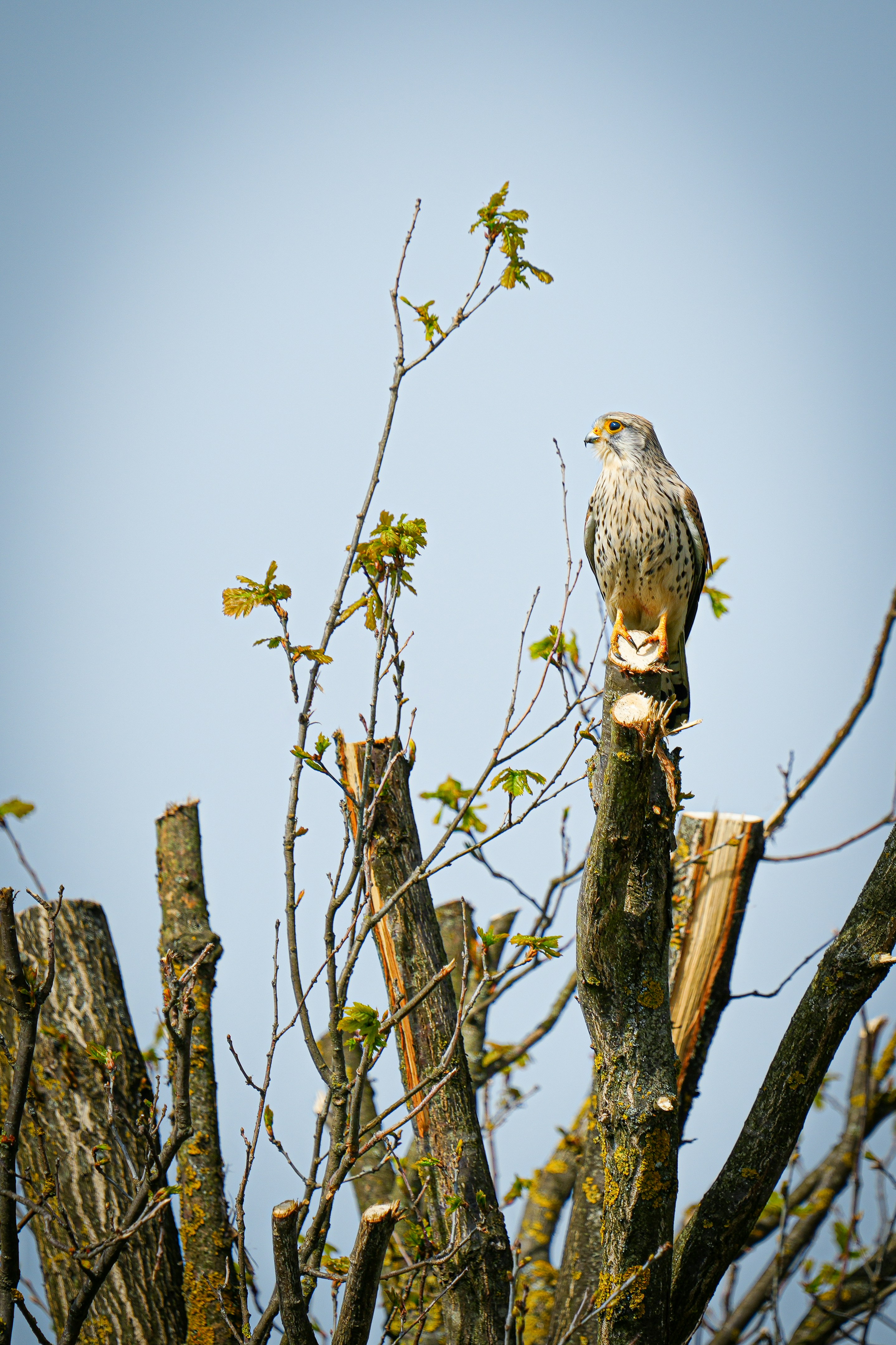 A kestrel perched on a pruned tree branch
