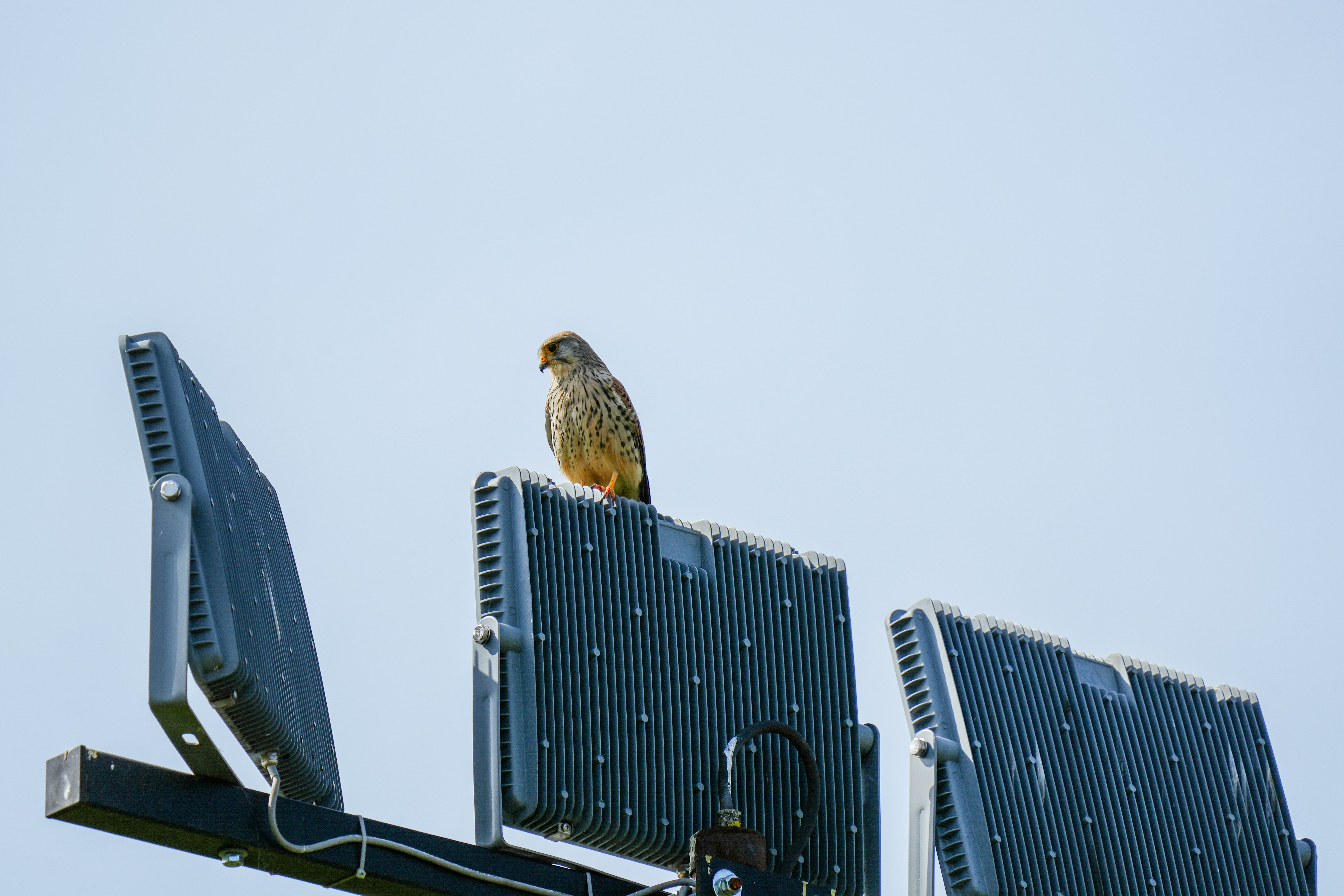 A kestrel perched on top of a light fixture.