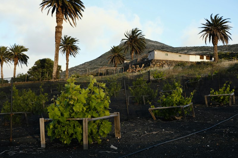 Viñedos de La Geria