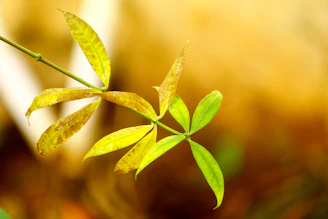 Green leaves on a branch with blurred background