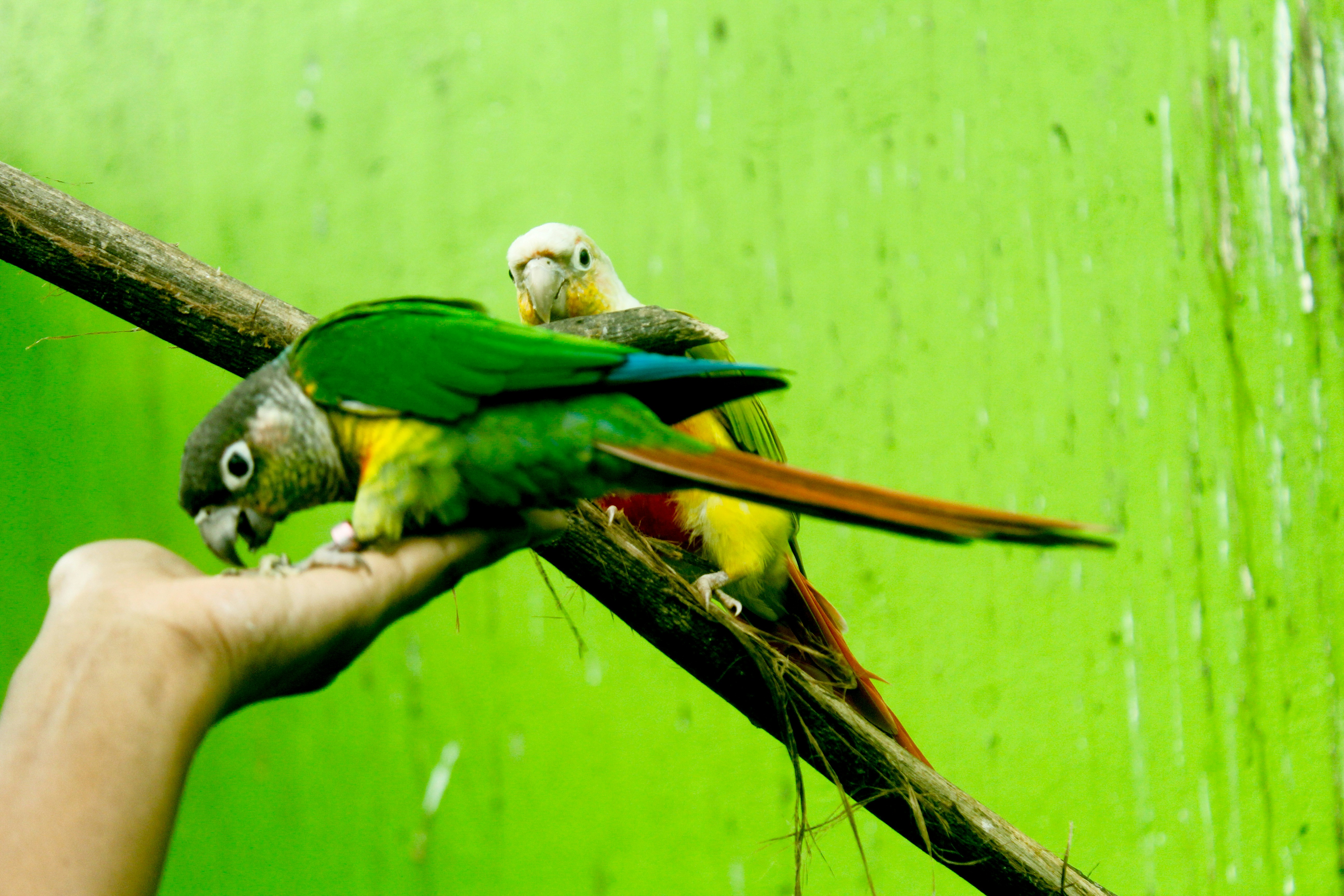 Happy parrot in well-maintained cage with proper accessories