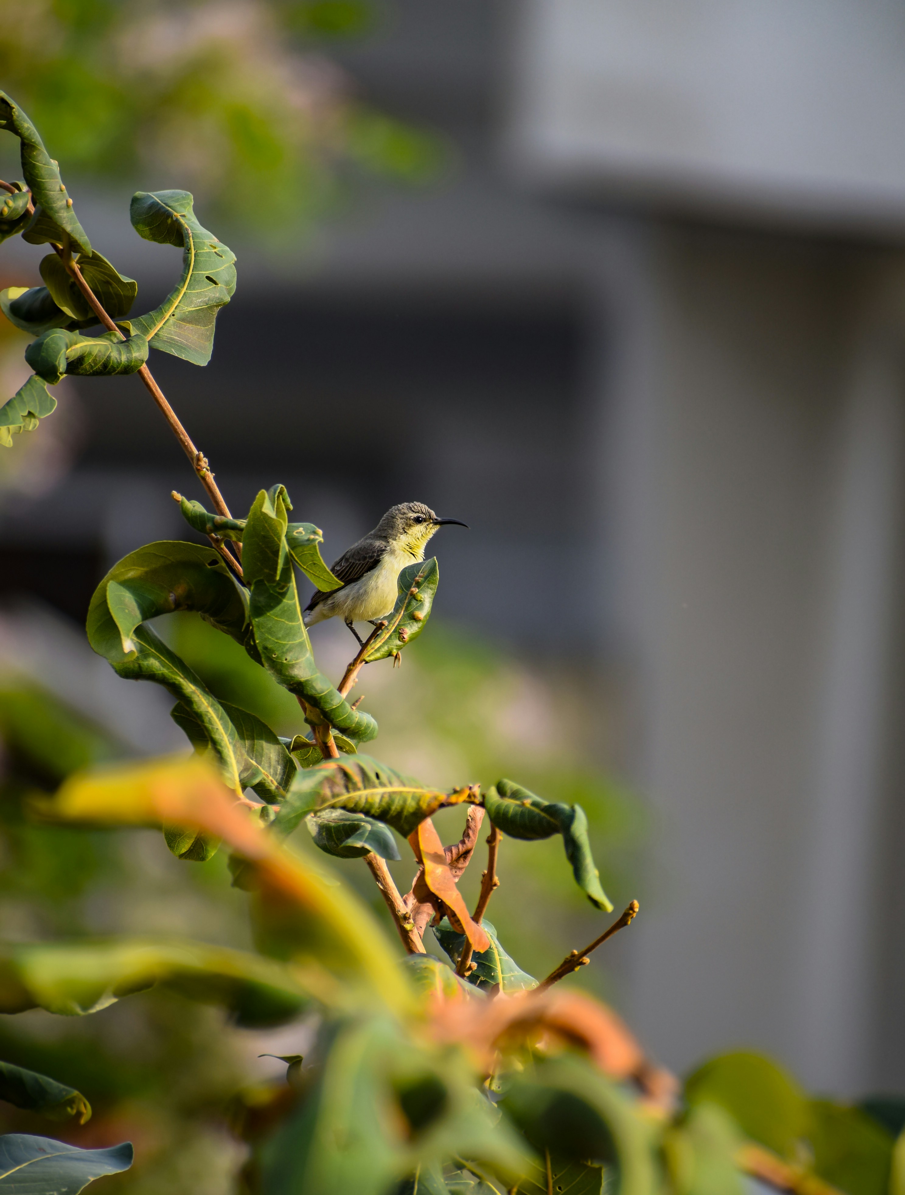 Photo by maheerakulsoom