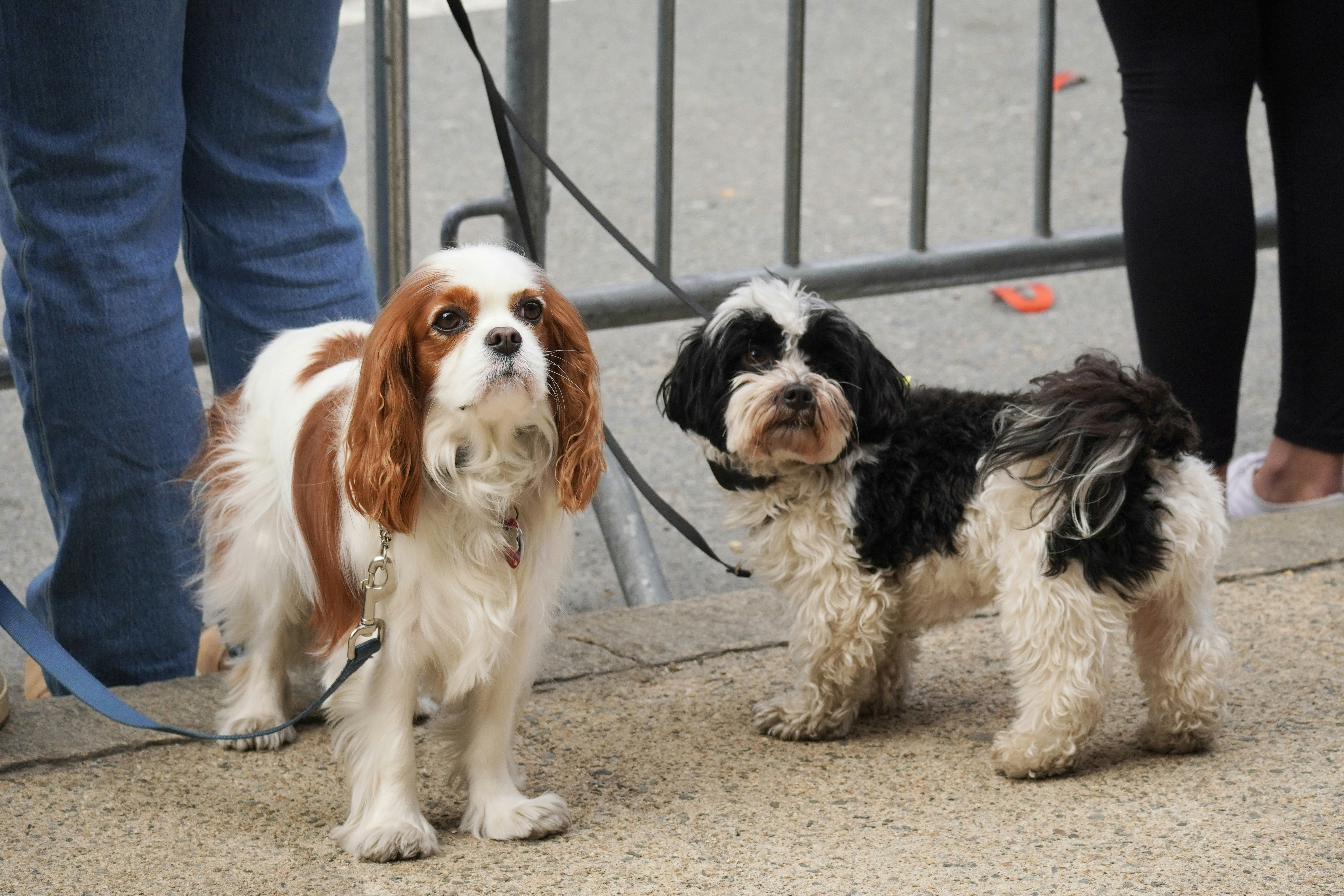 Two dogs on leashes standing on pavement.