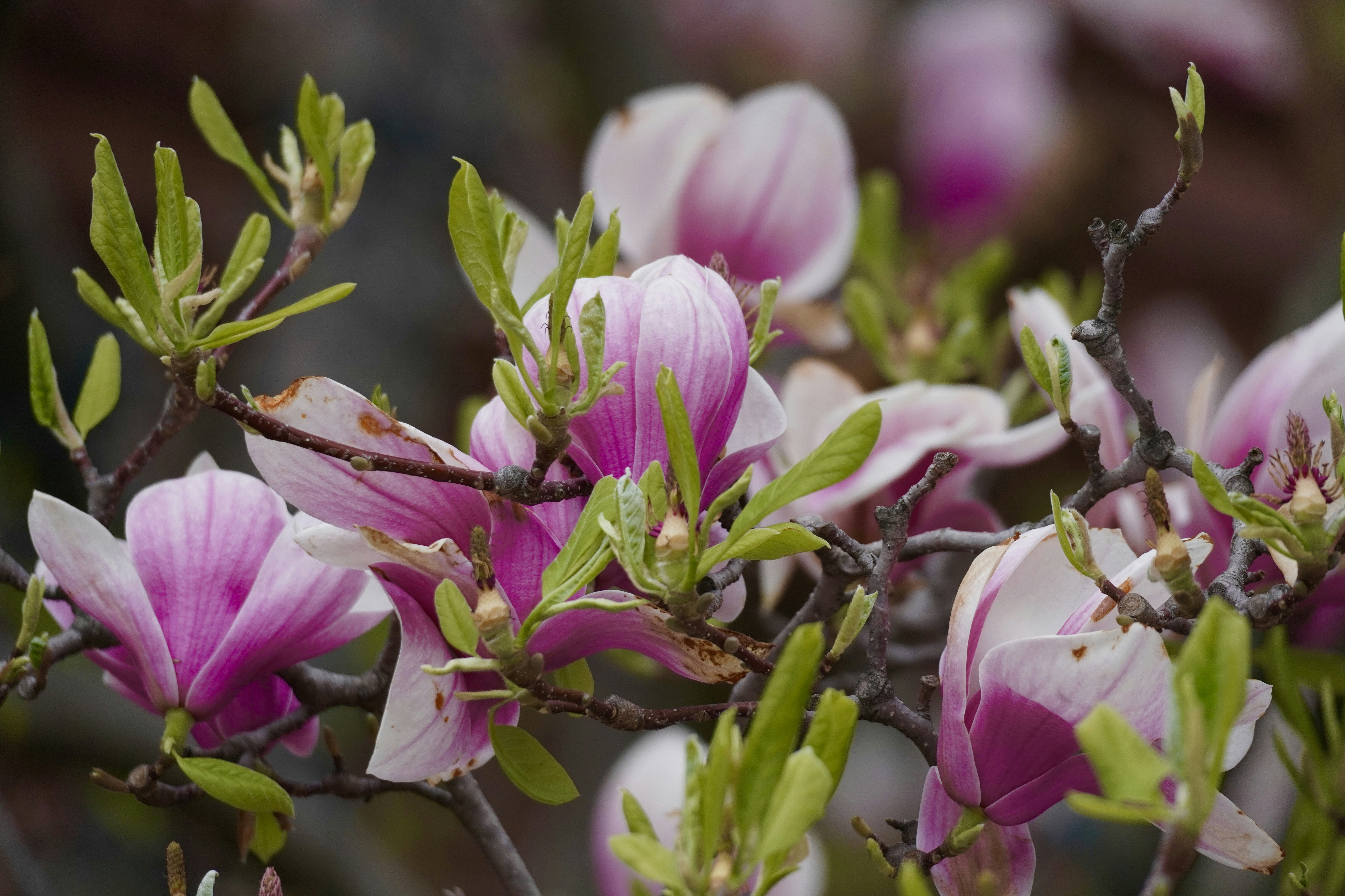 Pink and white magnolia flowers bloom on branches.