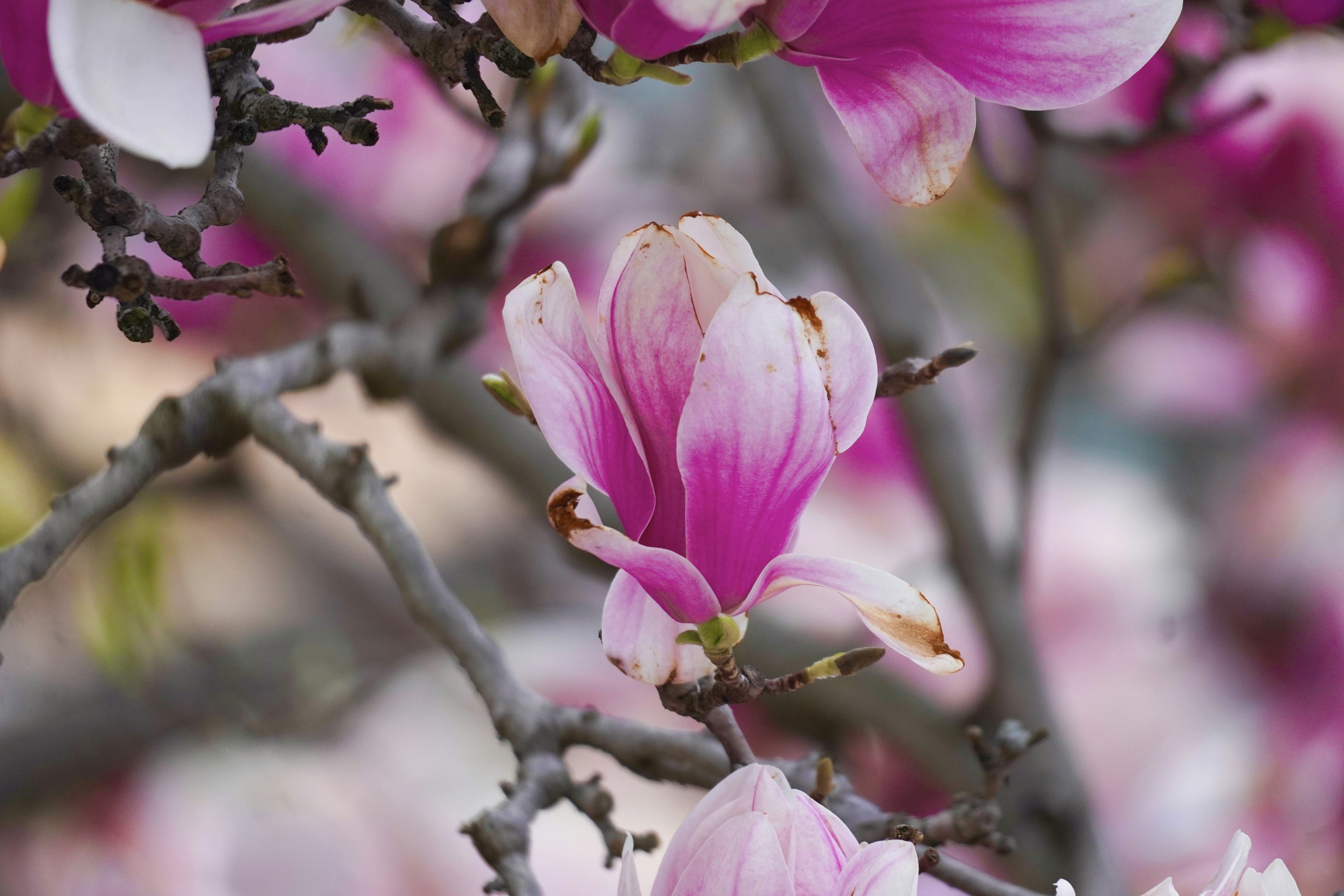 Pink magnolia flowers bloom on tree branches.